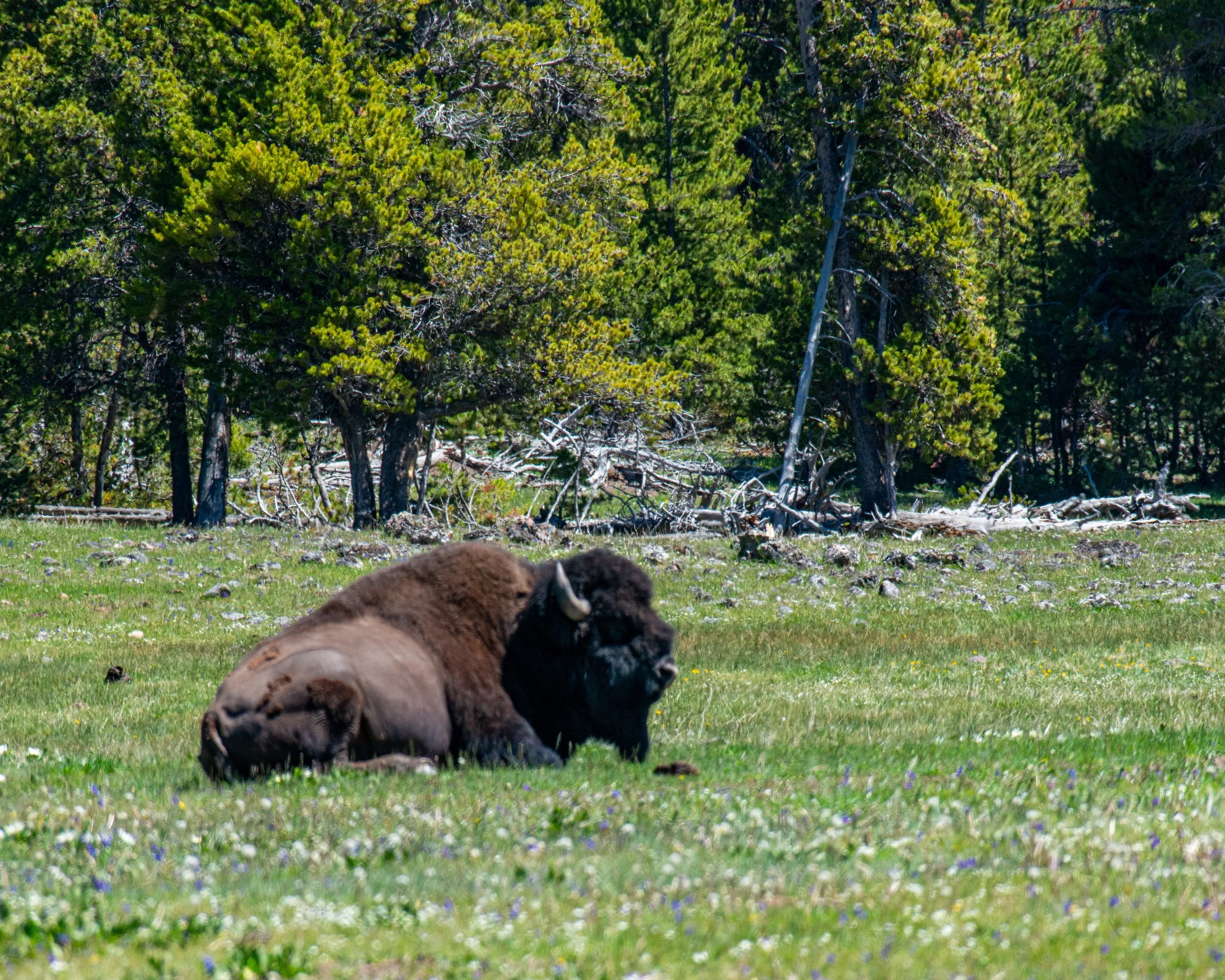Yellowstone NP-1127.jpg