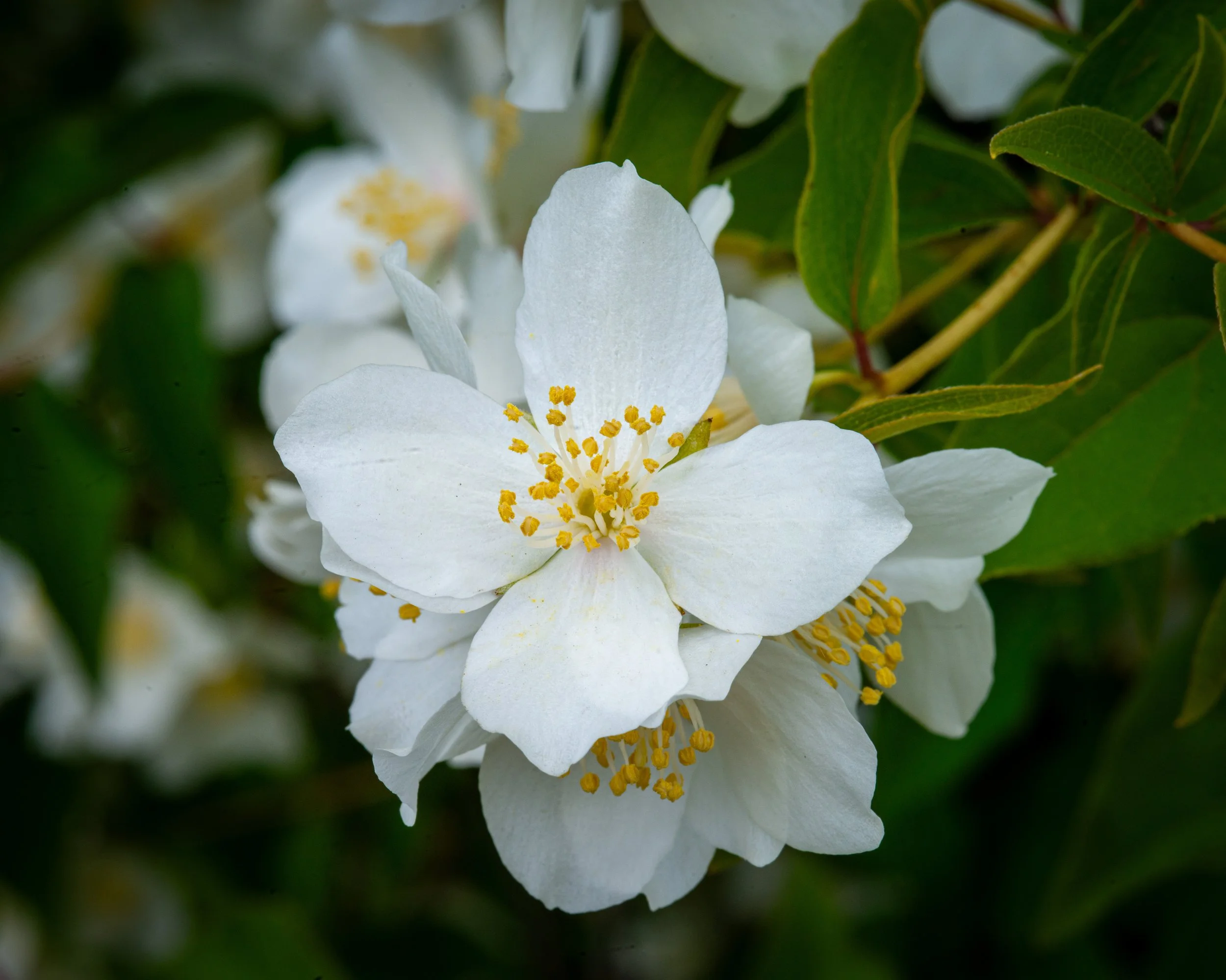 Fernie Flowers-416.jpg