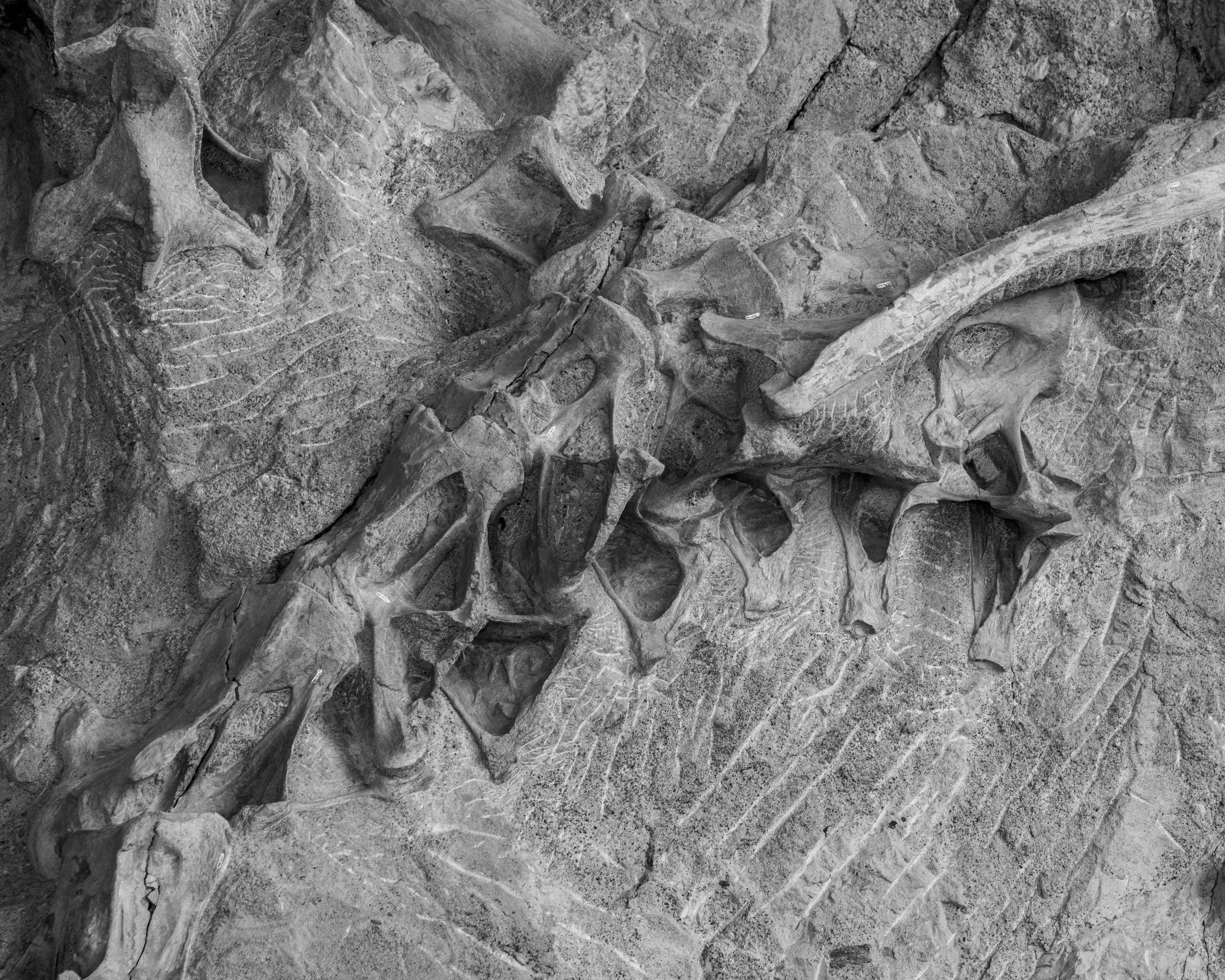 Dinosaur NM-82.jpg