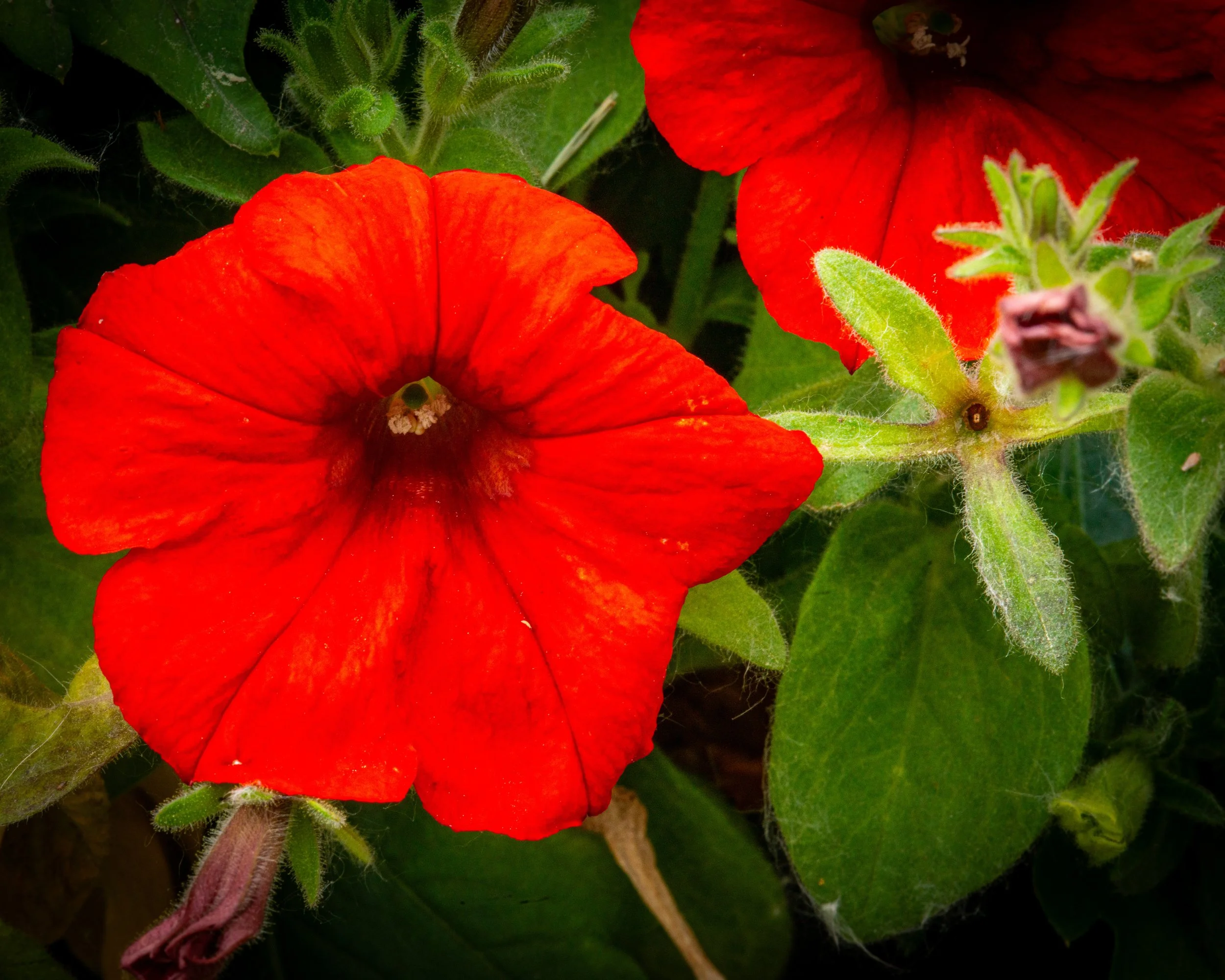 Fernie Flowers-494.jpg