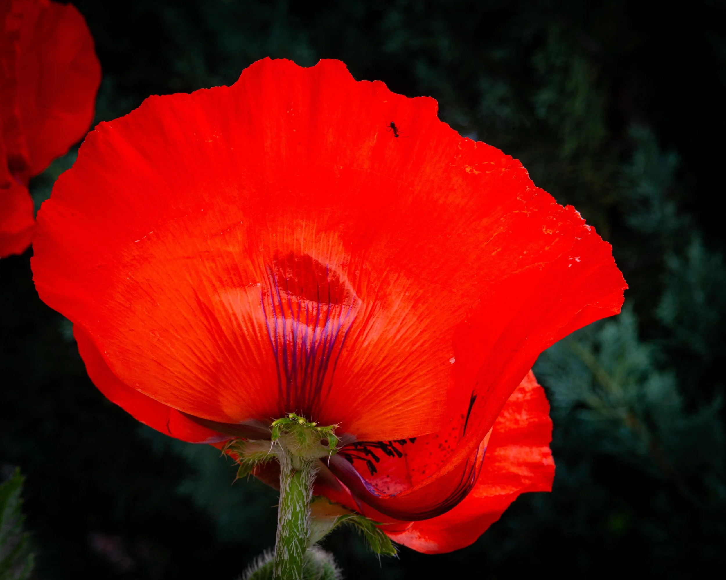Fernie Flowers-387.jpg