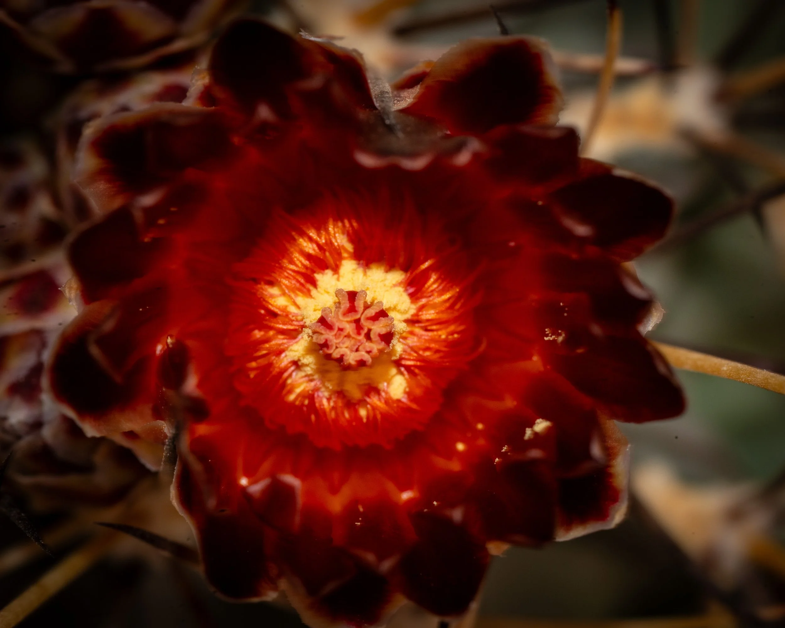 Chihuahuan Desert NC-17.jpg