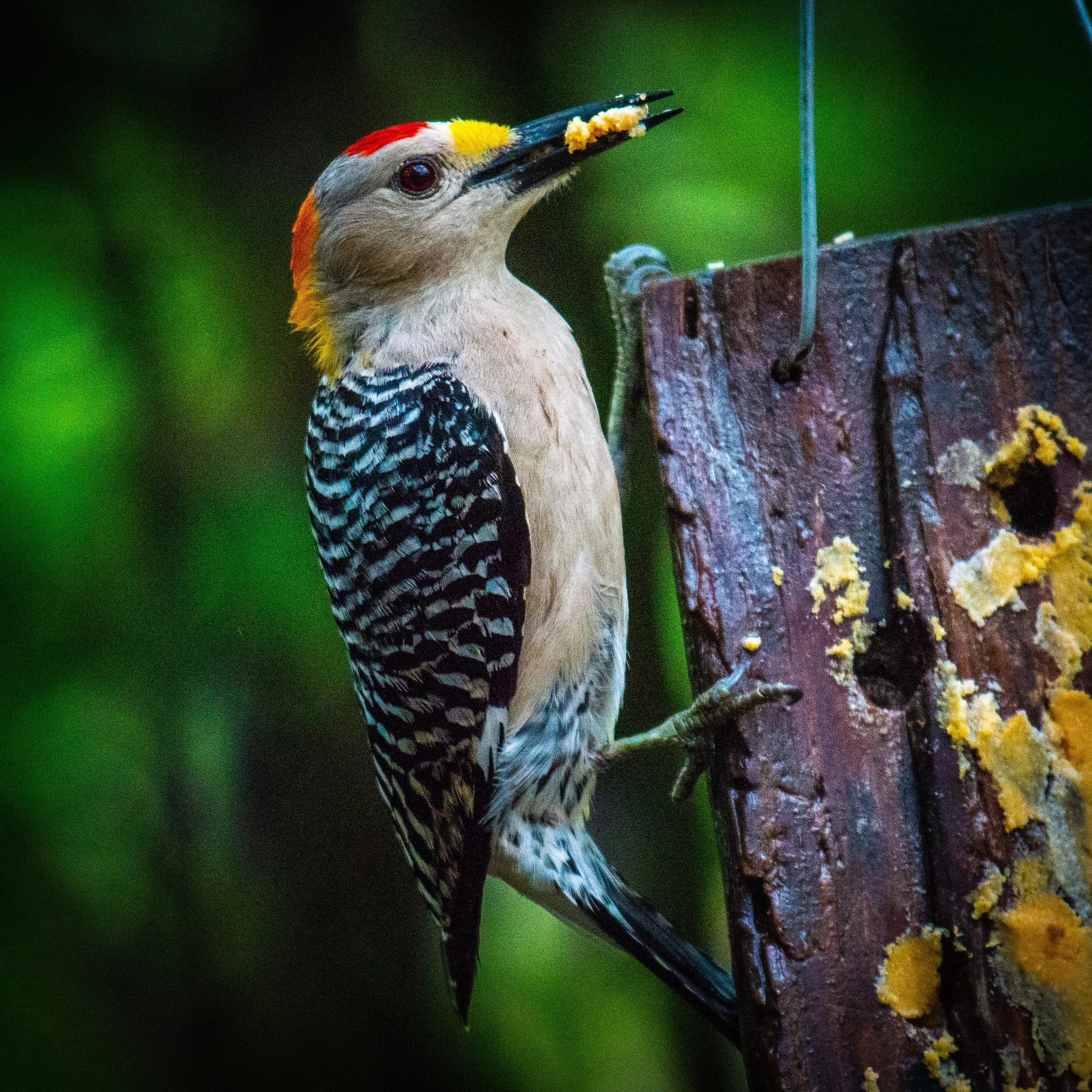 Jeansonne Photography-Golden-fronted Woodpecker-8.jpg