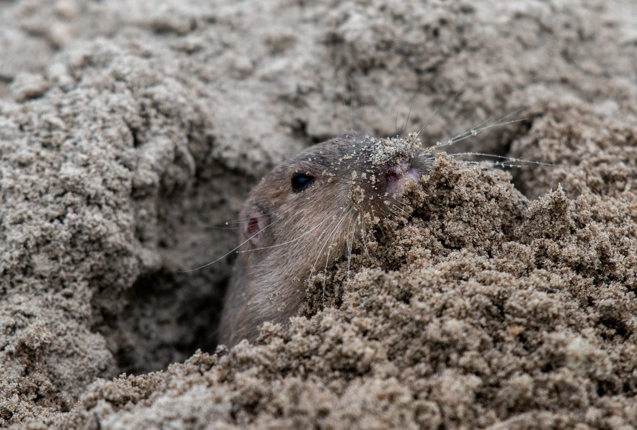 Mustang Island SP-454.jpg