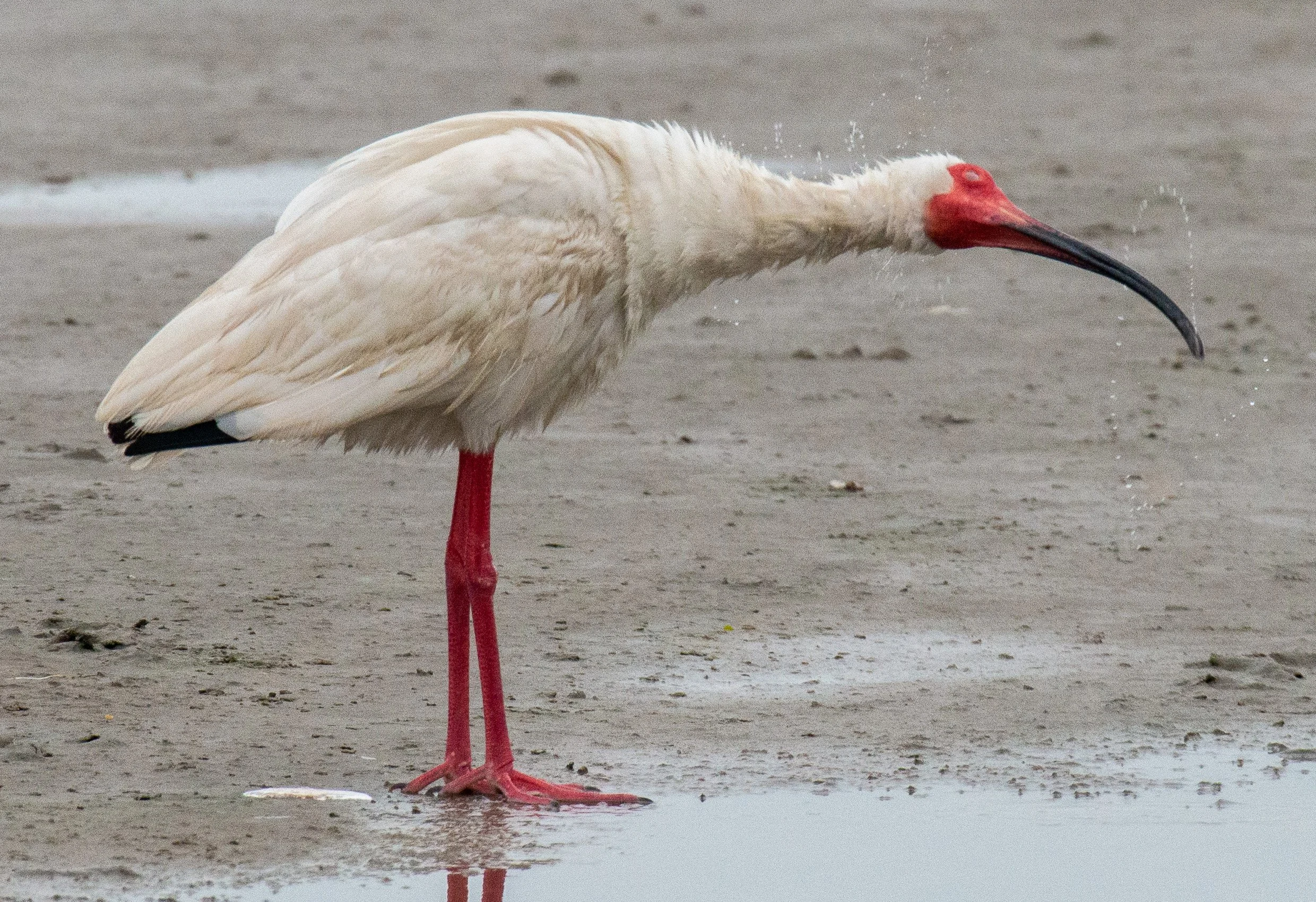 Mustang Island SP-062.jpg