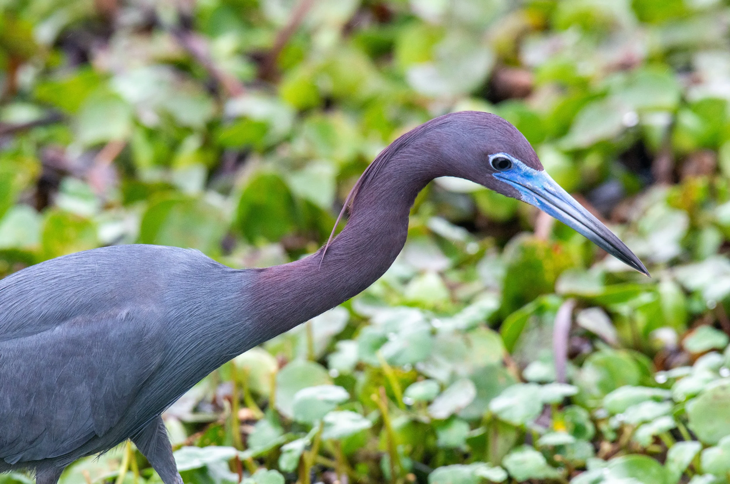 Brazos Bend SP-358.jpg
