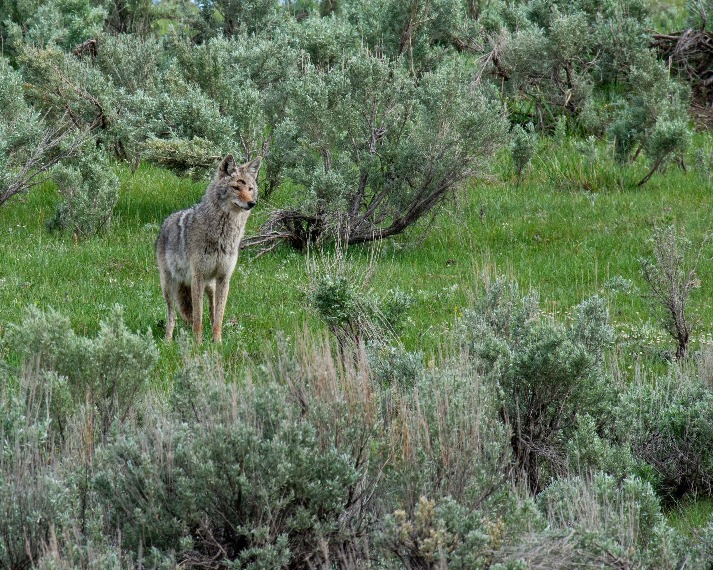 Yellowstone NP-891.jpg