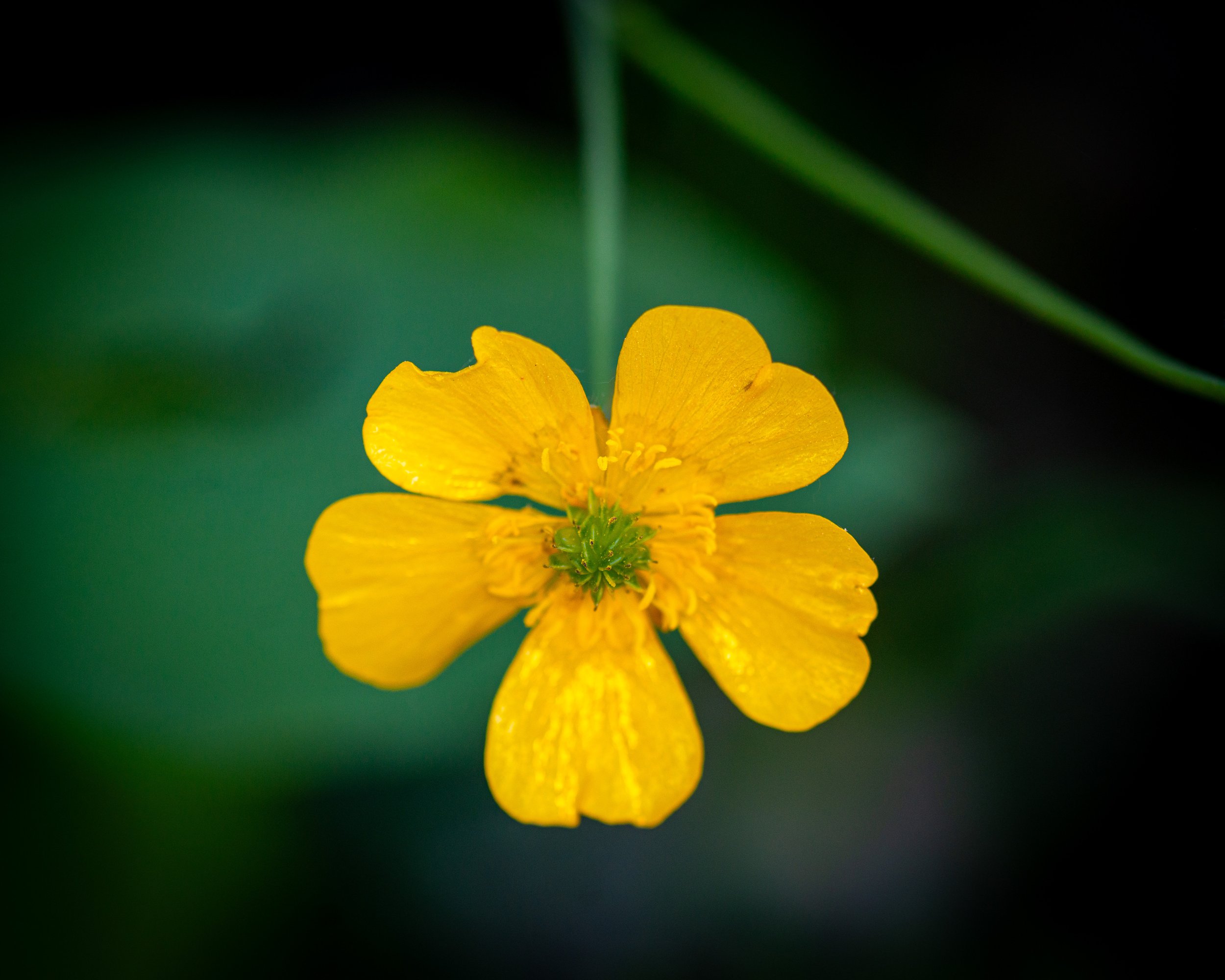 Fernie Flowers-25.jpg