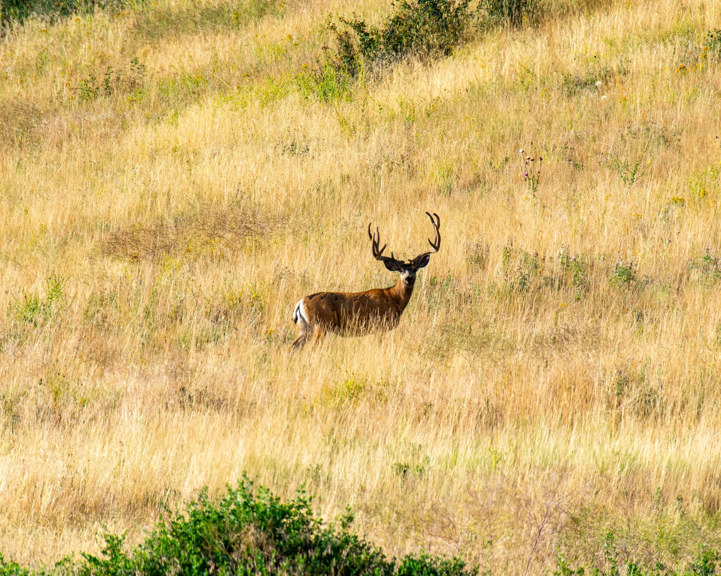 CSKT Bison Range-6.jpg