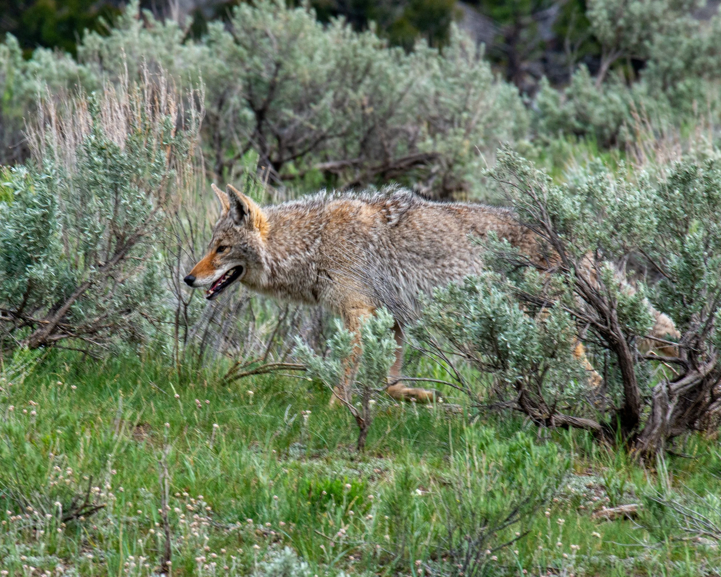 Yellowstone NP-910.jpg