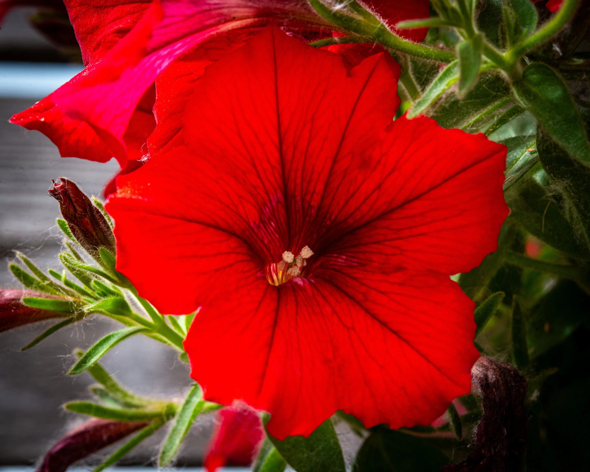 Fernie Flowers-364.jpg