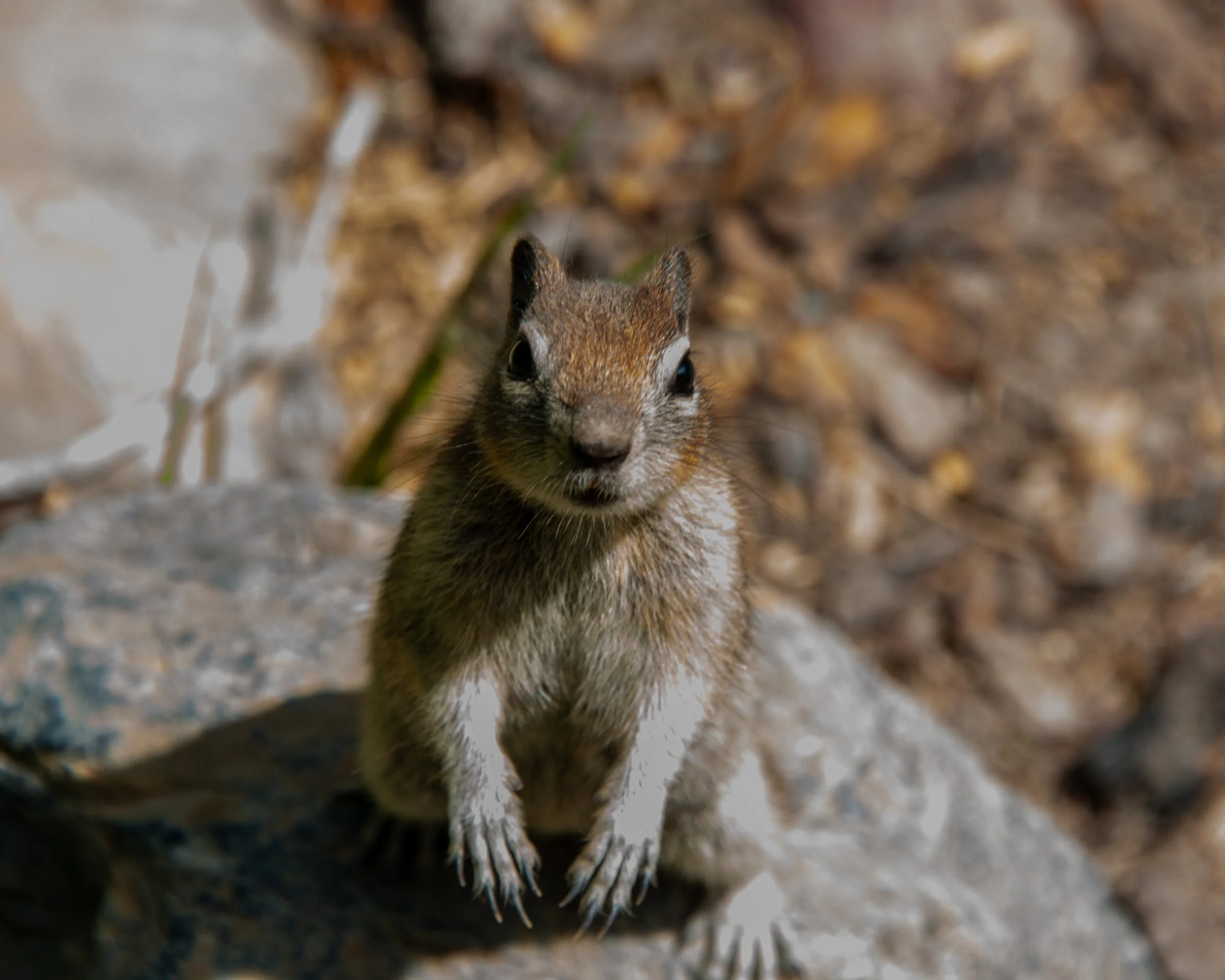 Glacier NP-110.jpg