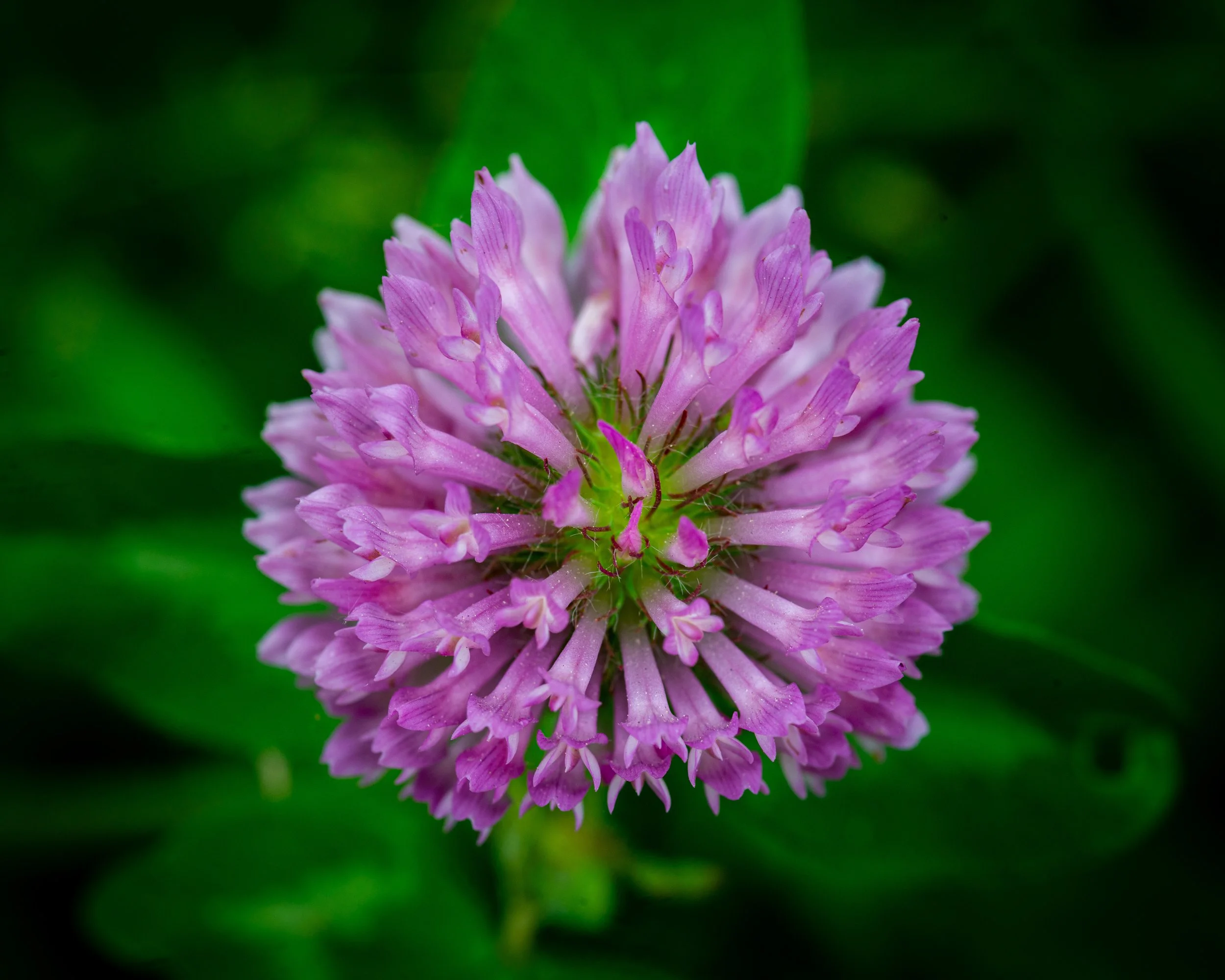 Fernie Flowers-171.jpg