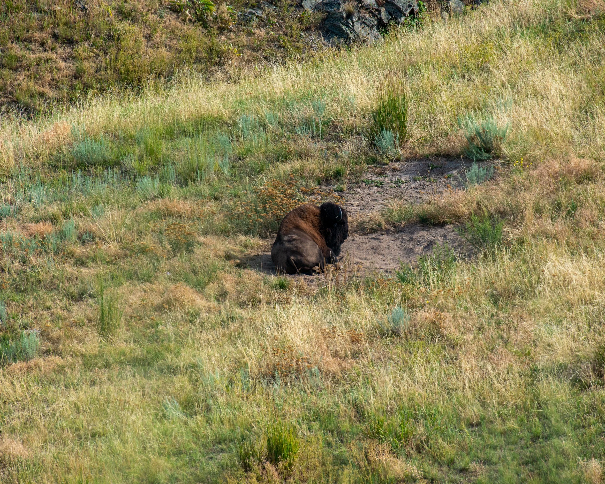 CSKT Bison Range-24.jpg