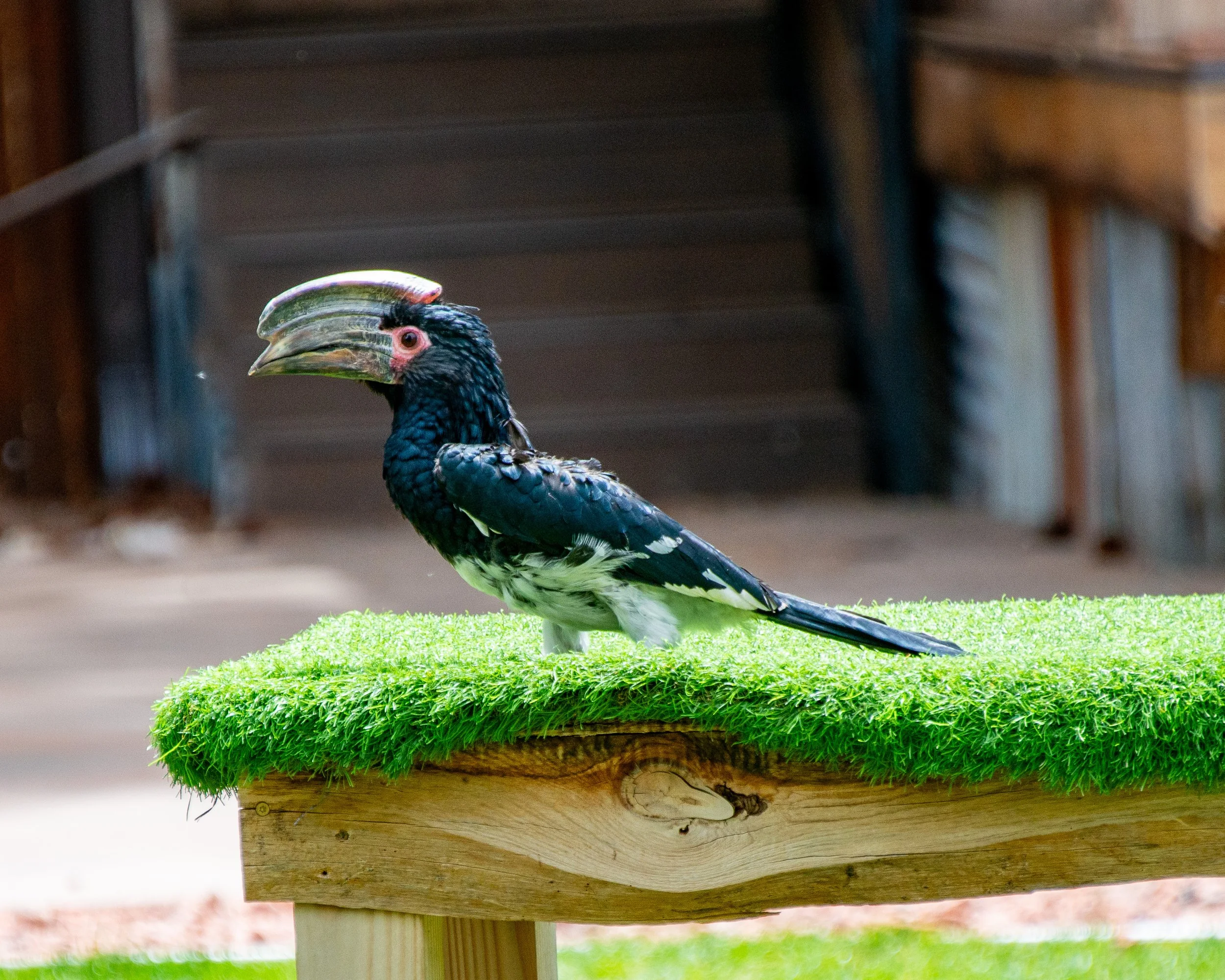 Bearizona WP-132.jpg