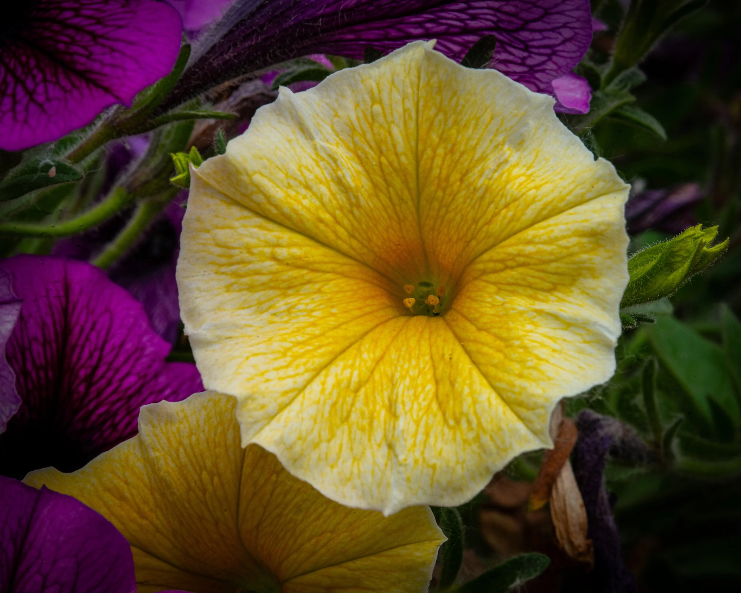 Fernie Flowers-346.jpg