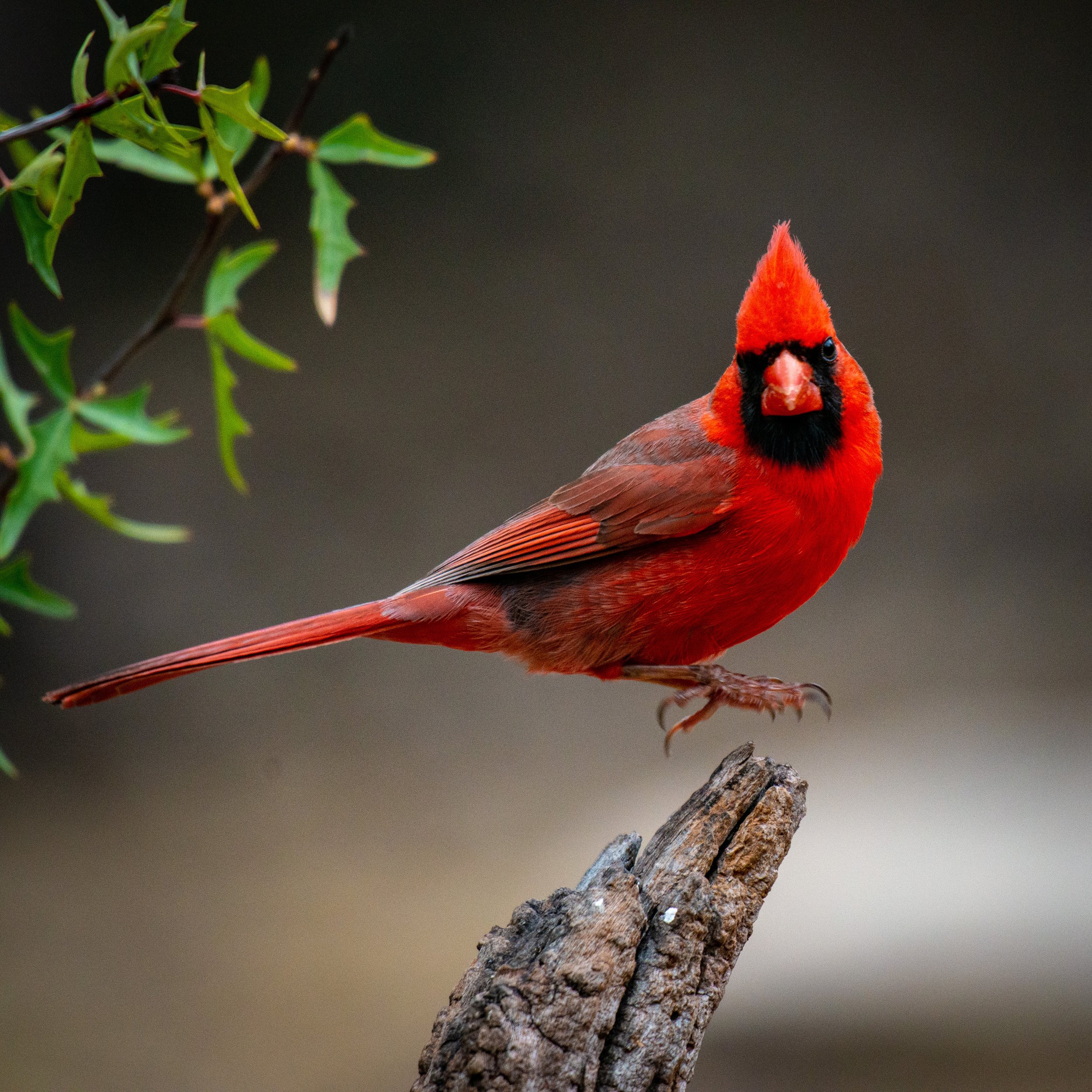 Jeansonne Photography-Northern Cardinal-18.jpg