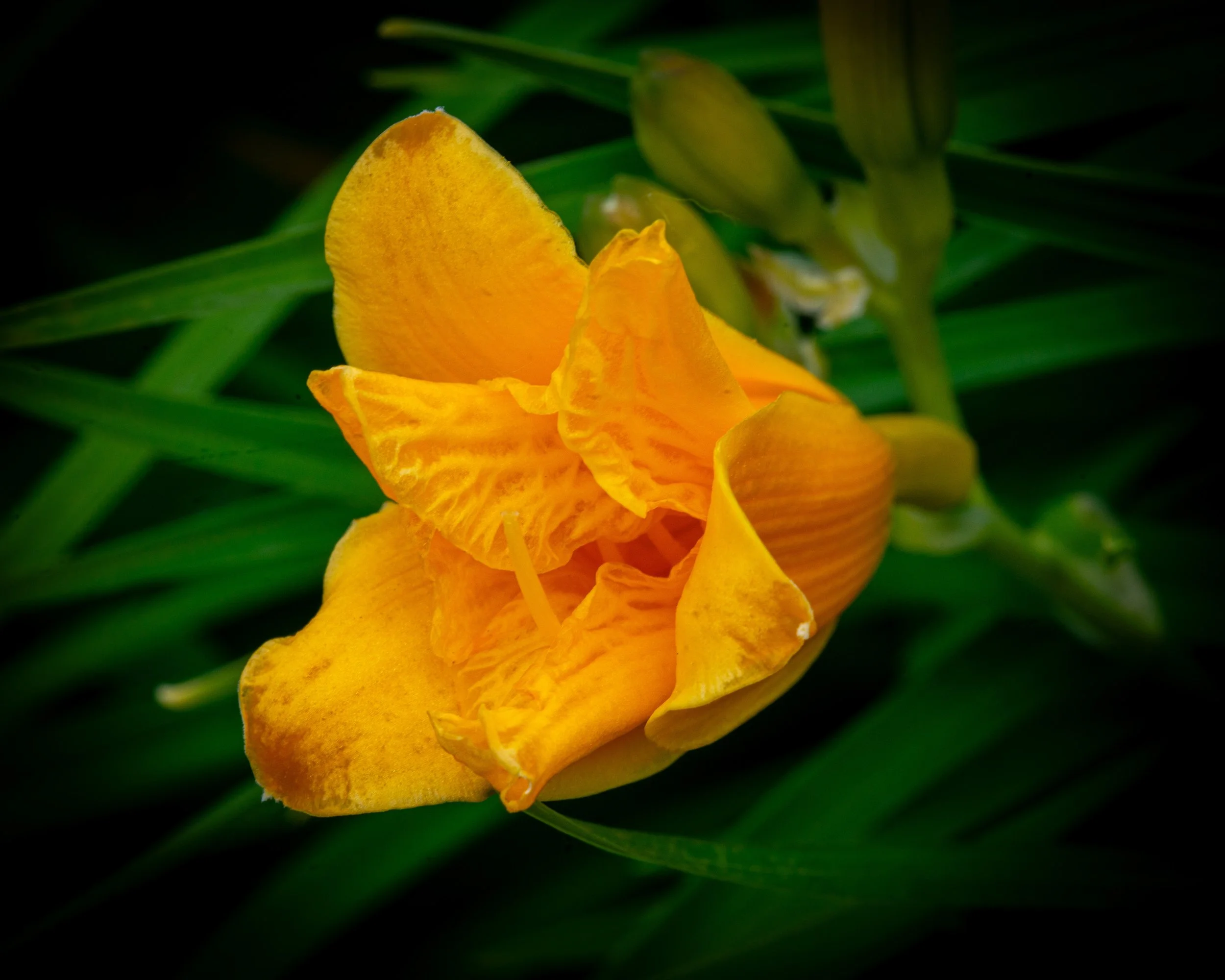 Fernie Flowers-412.jpg