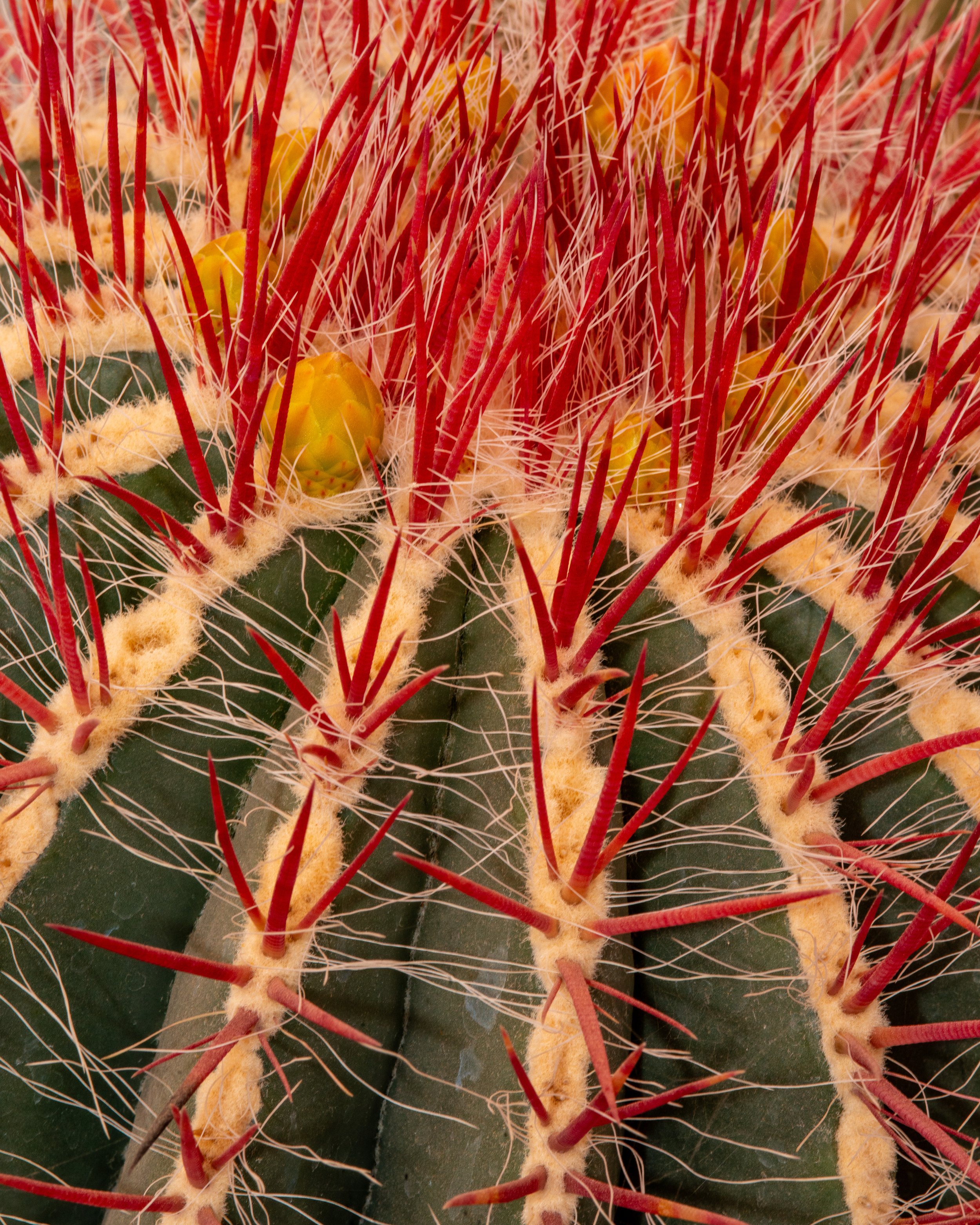 Chihuahuan Desert NC-72.jpg