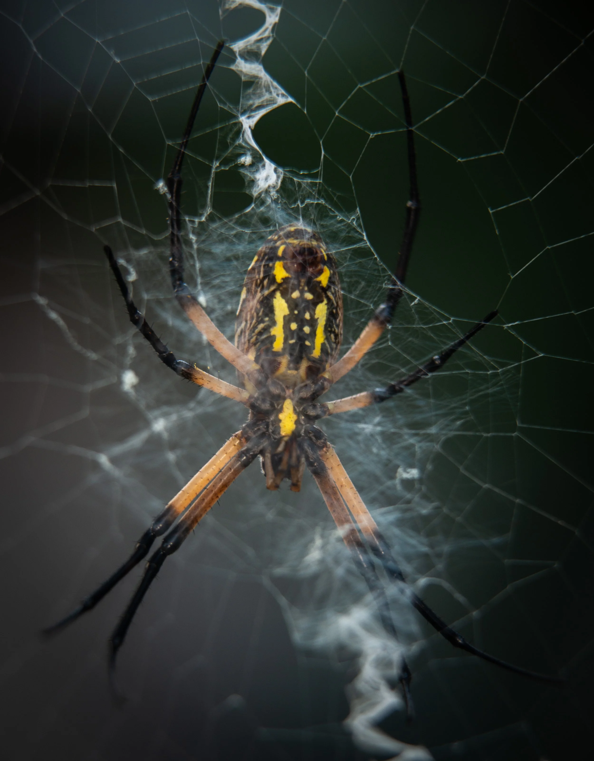 Arachnidas-Orb-weaver spider-22.jpg