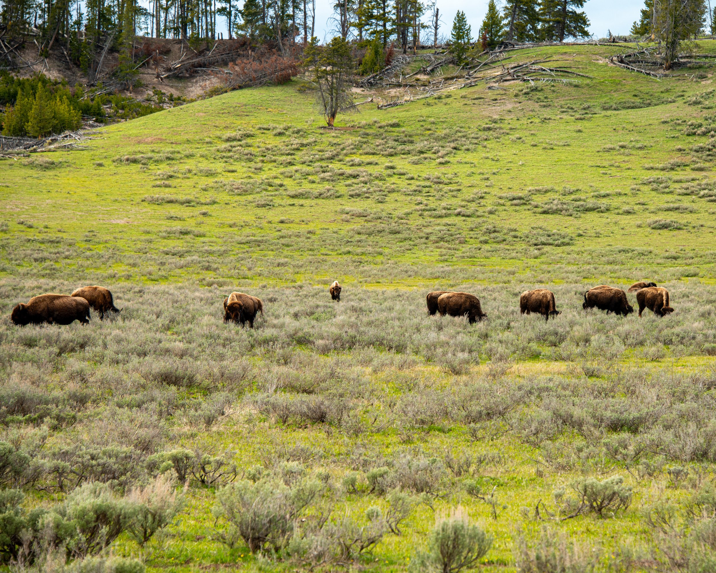 Yellowstone NP-411.jpg