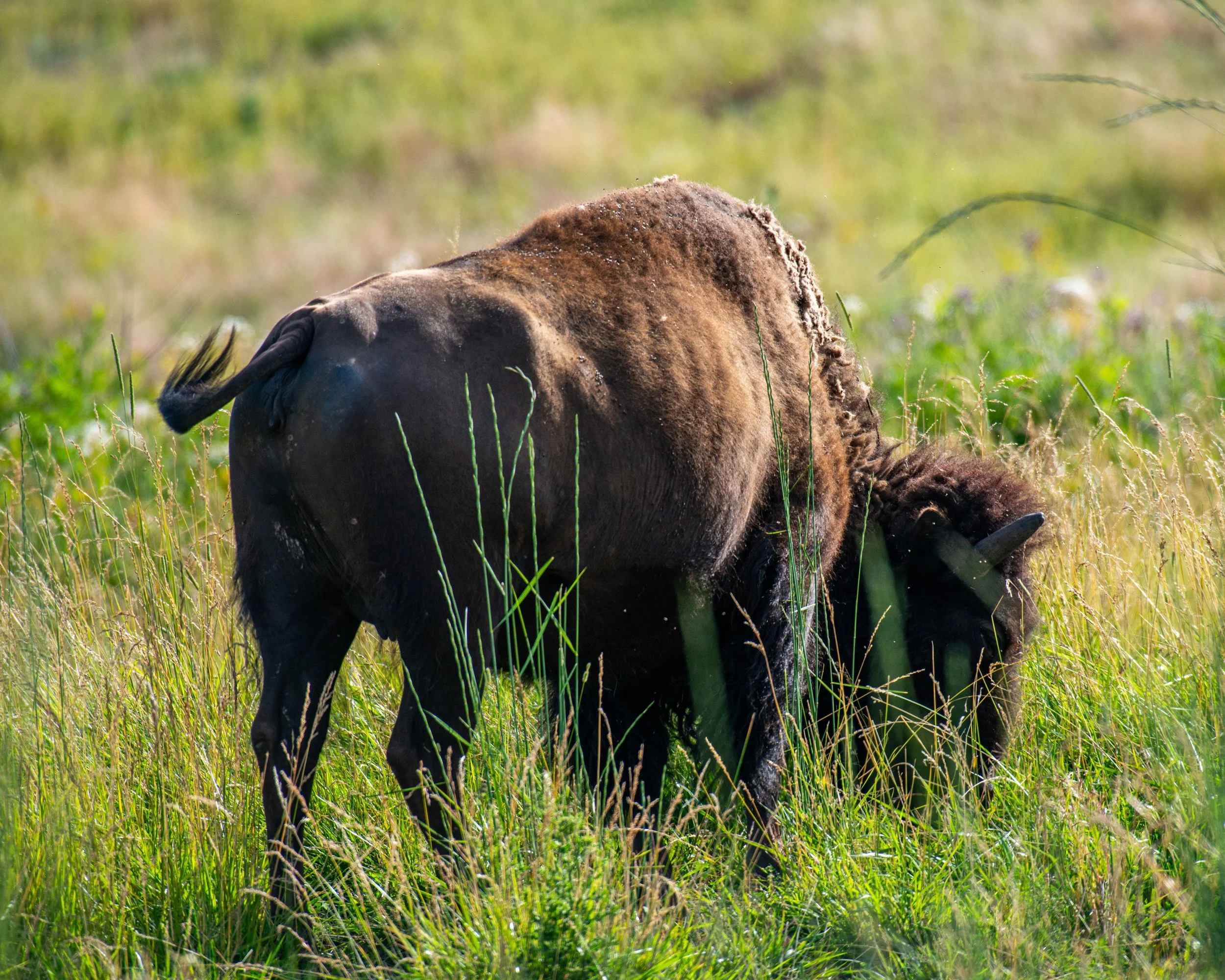CSKT Bison Range-30.jpg