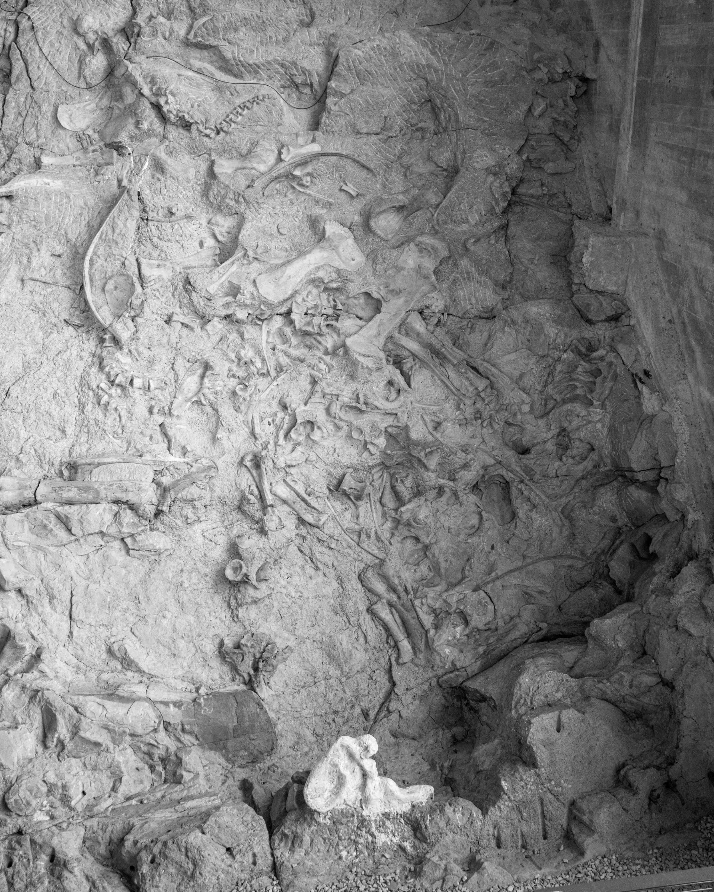 Dinosaur NM-71.jpg