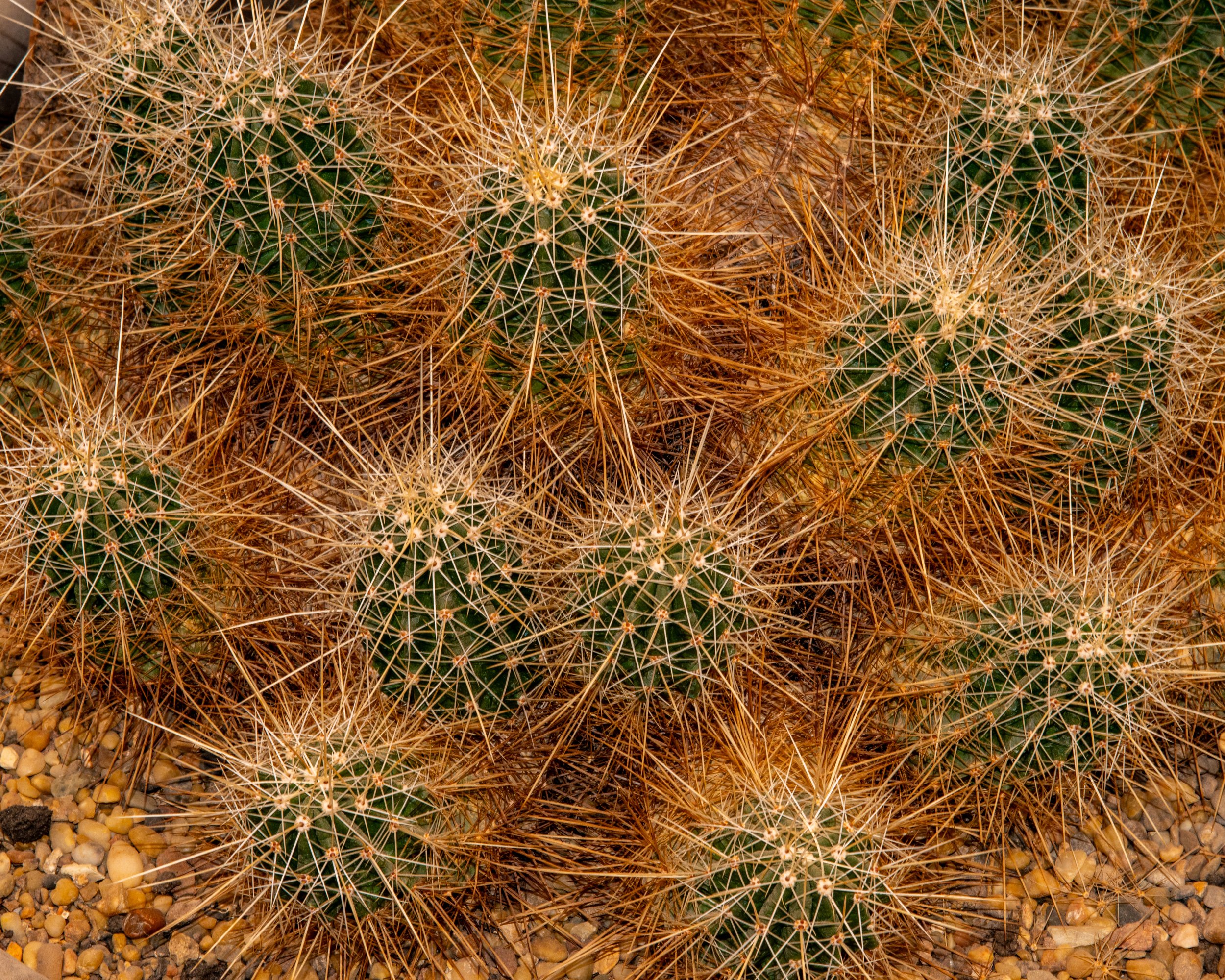 Chihuahuan Desert NC-142.jpg