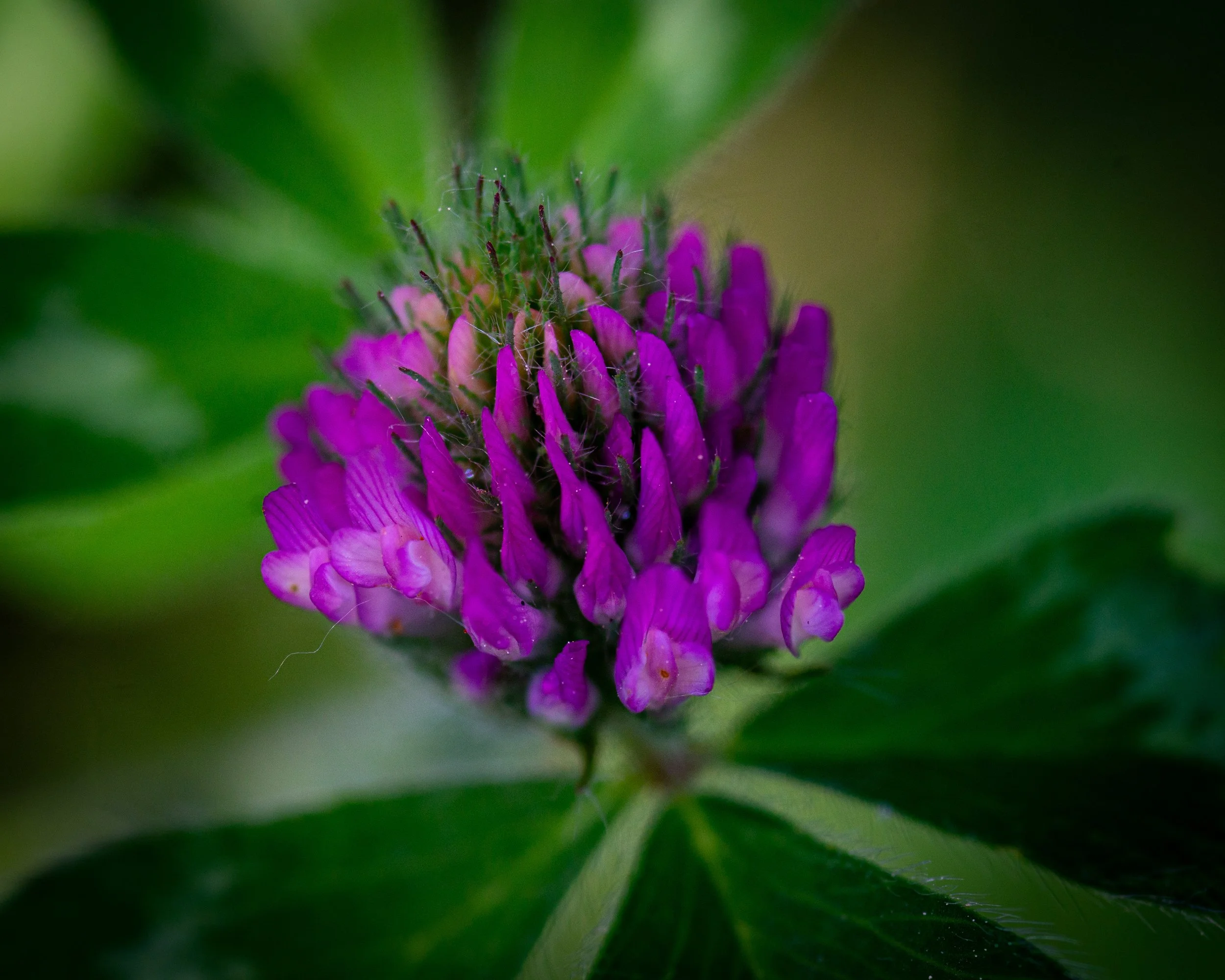 Fernie Flowers-90.jpg