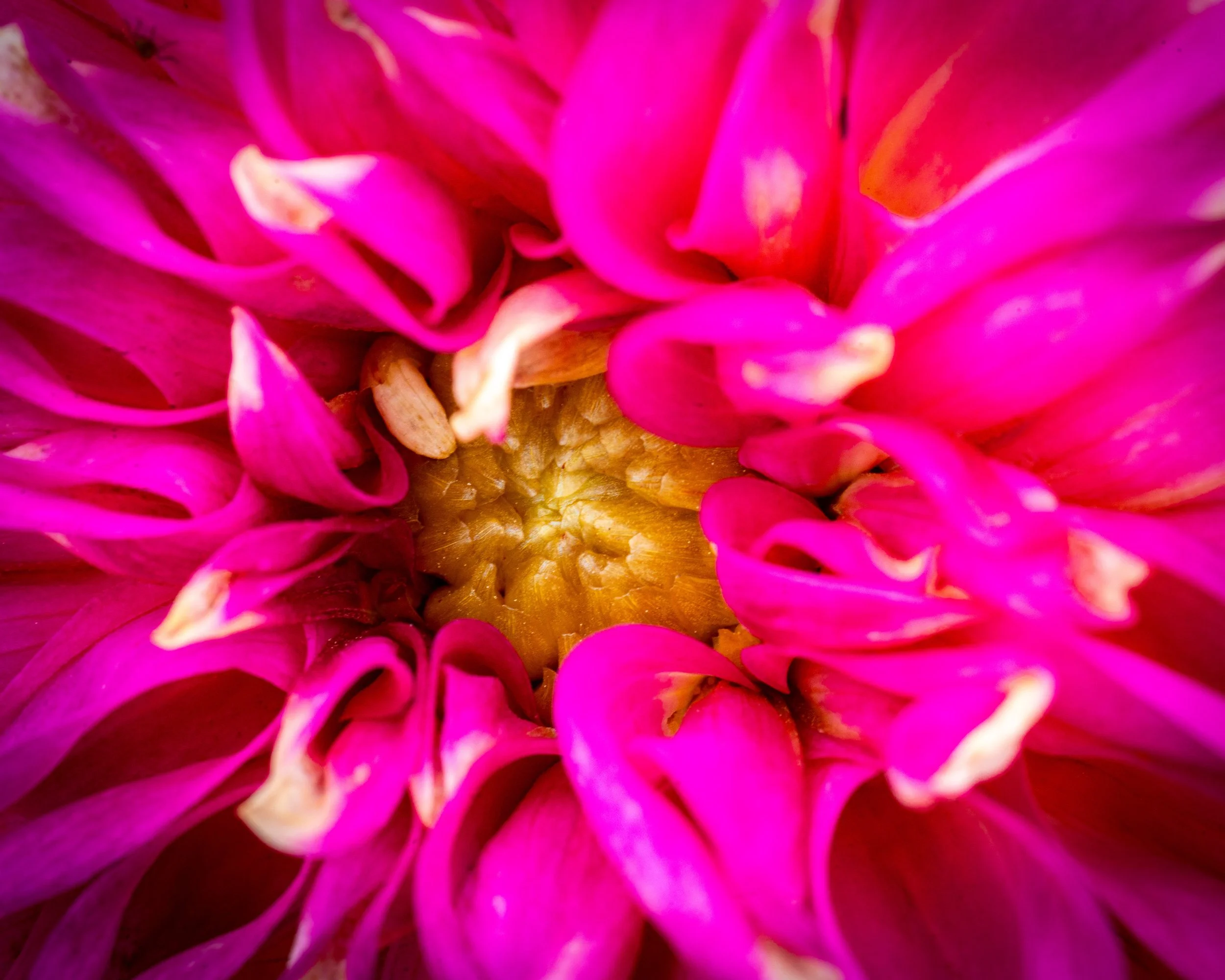 Fernie Flowers-482.jpg