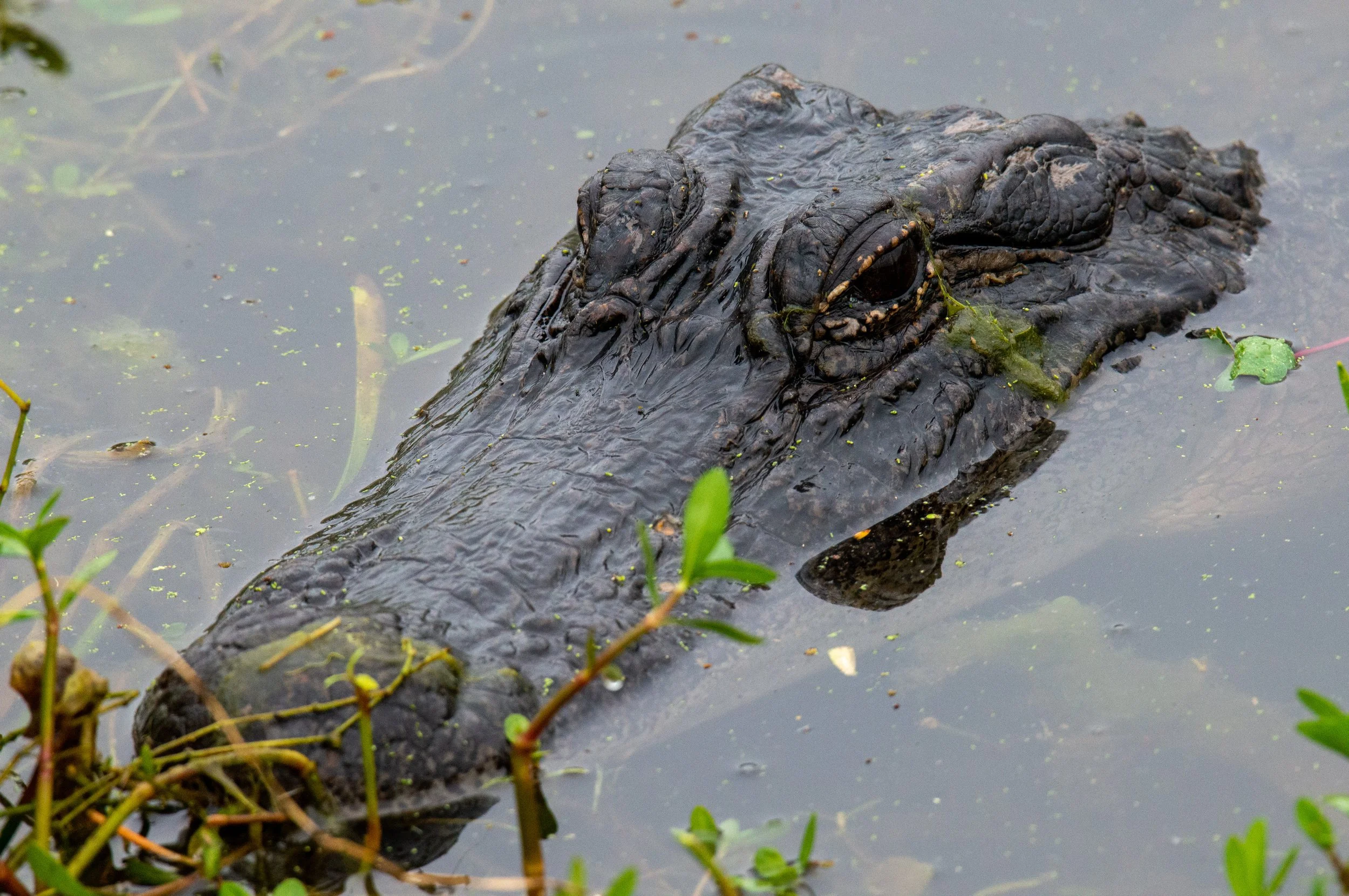 Brazos Bend SP-318.jpg