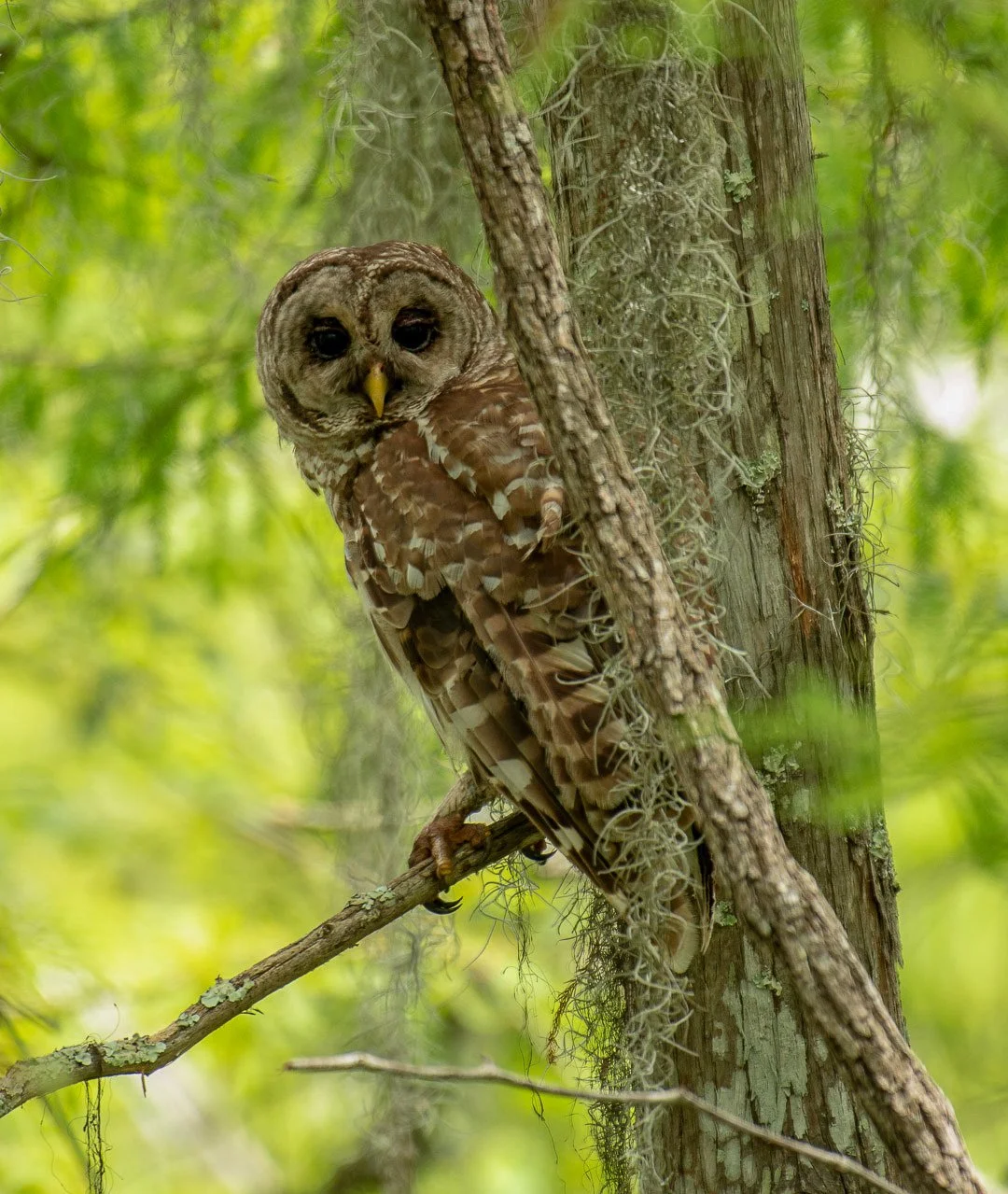 Bayou Teche NWR-006.jpg