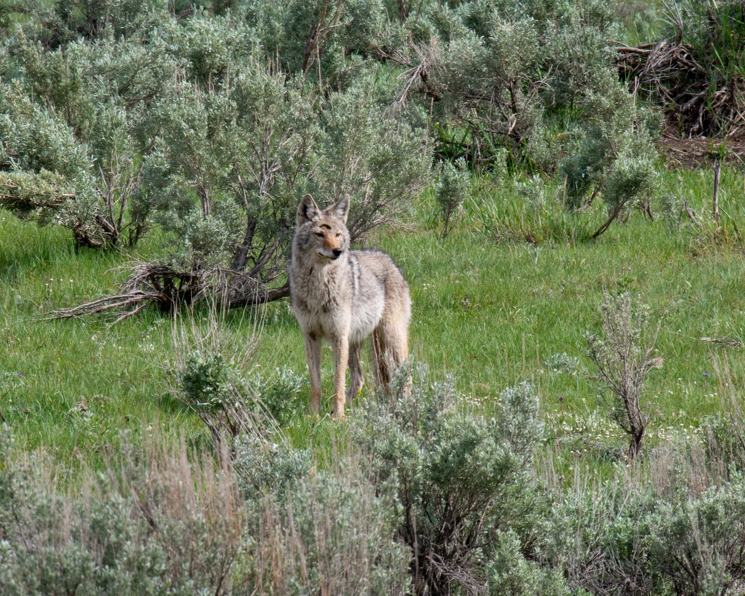 Yellowstone NP-874.jpg