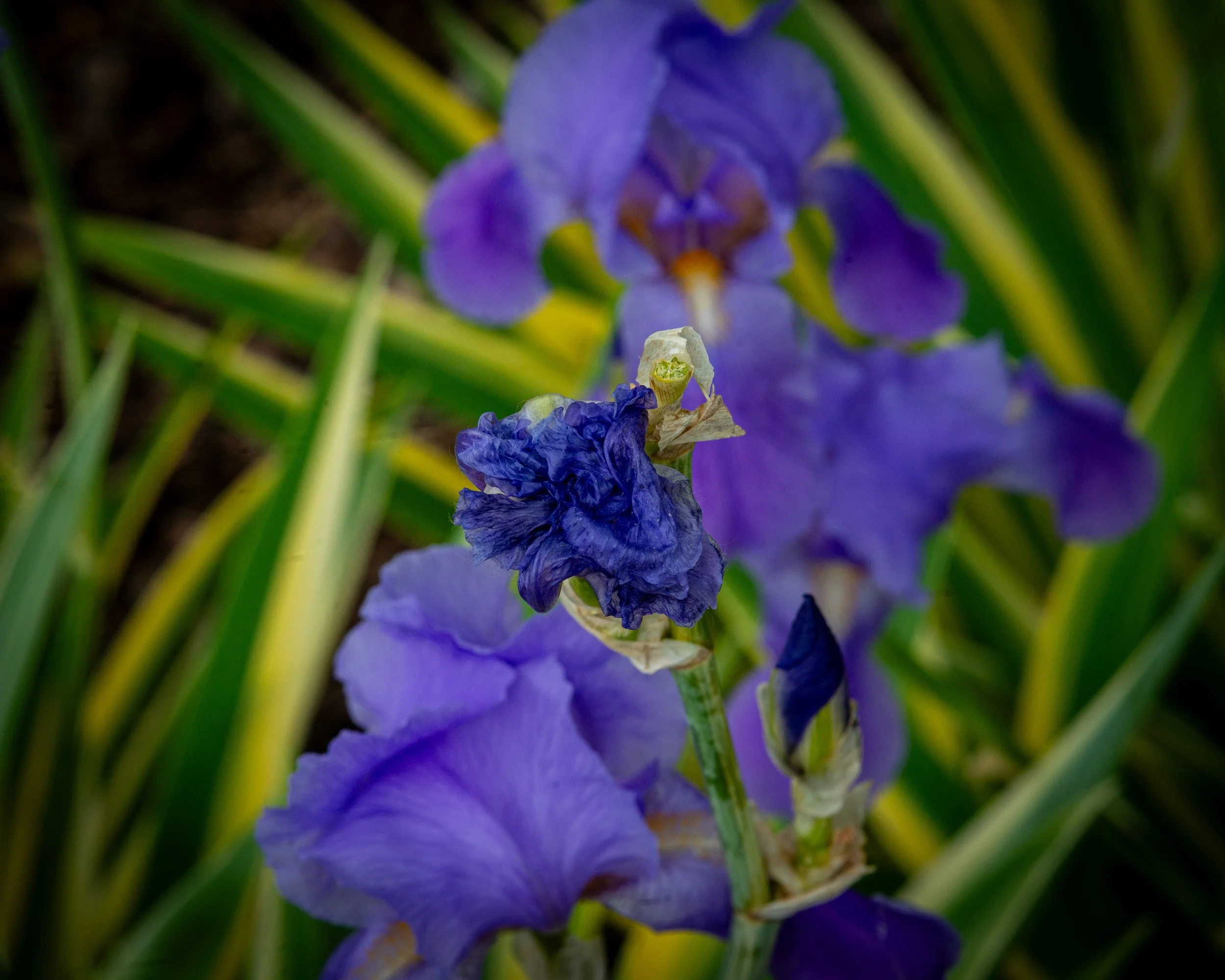 Fernie Flowers-331.jpg