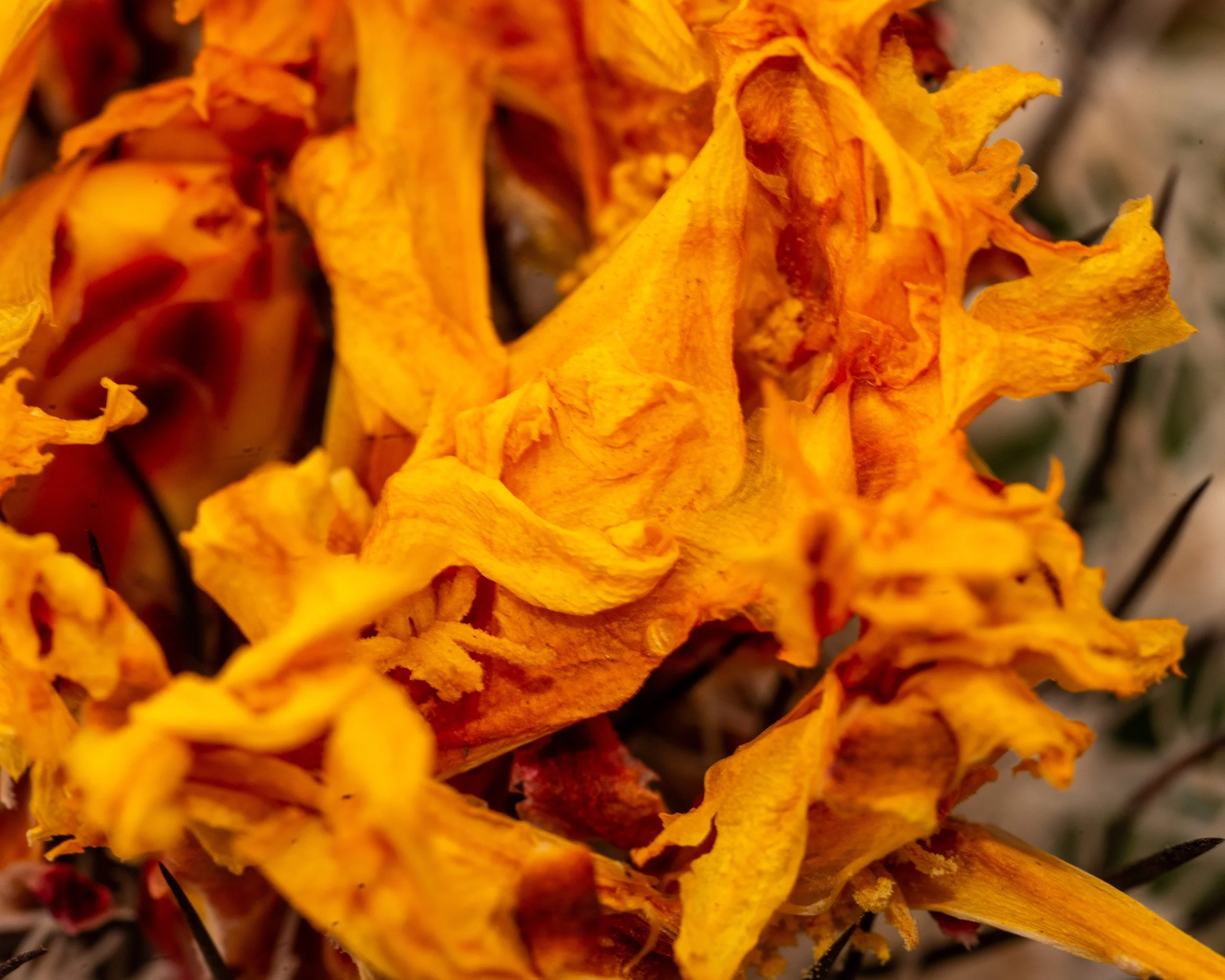 Chihuahuan Desert NC-40.jpg