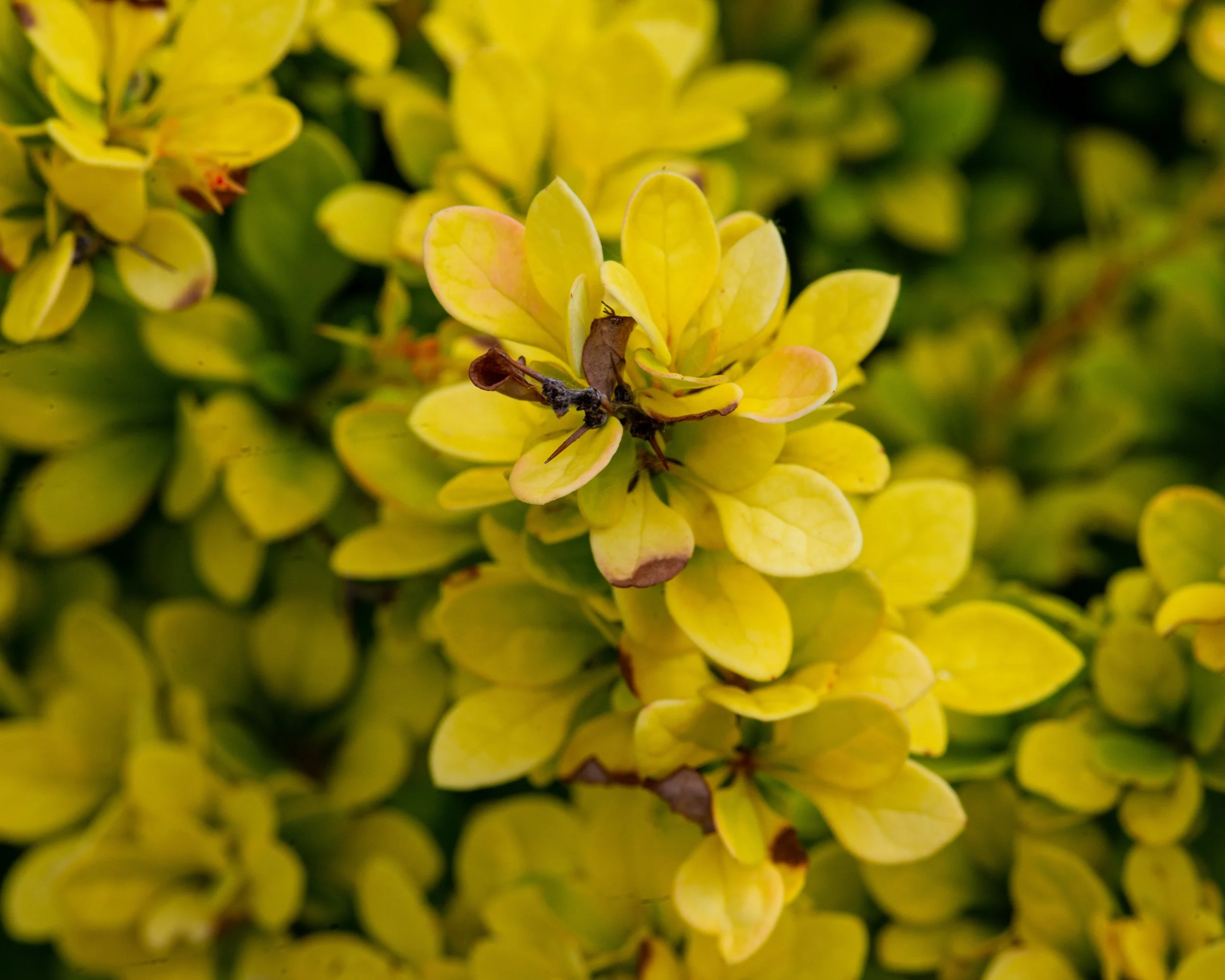 Fernie Flowers-276.jpg
