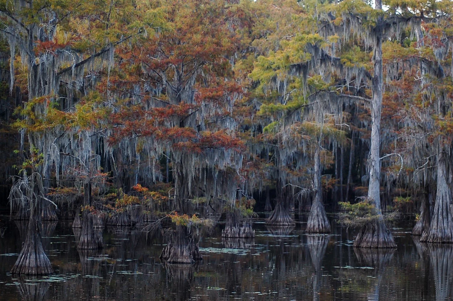 Caddo Lake SP-043.jpg