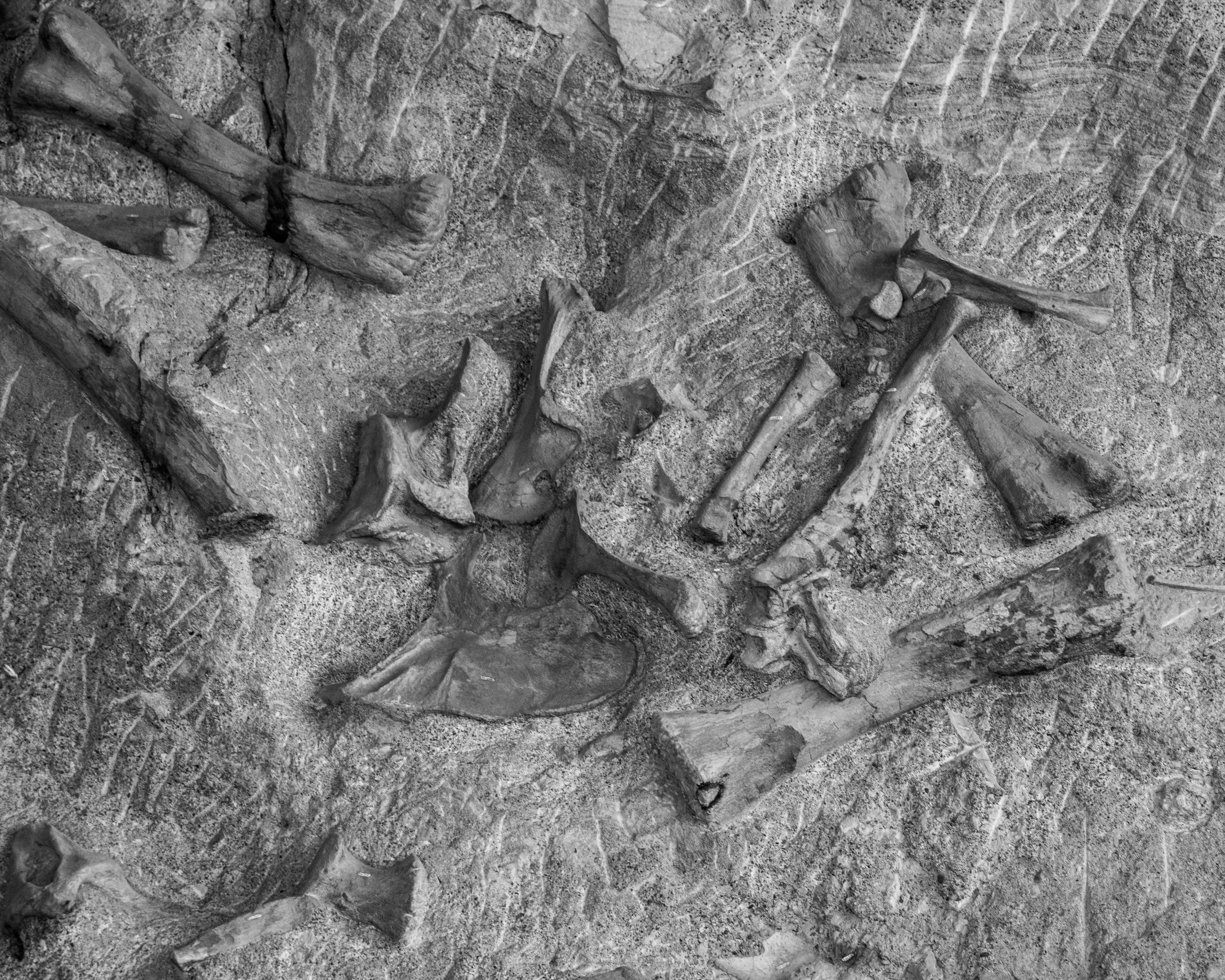 Dinosaur NM-84.jpg