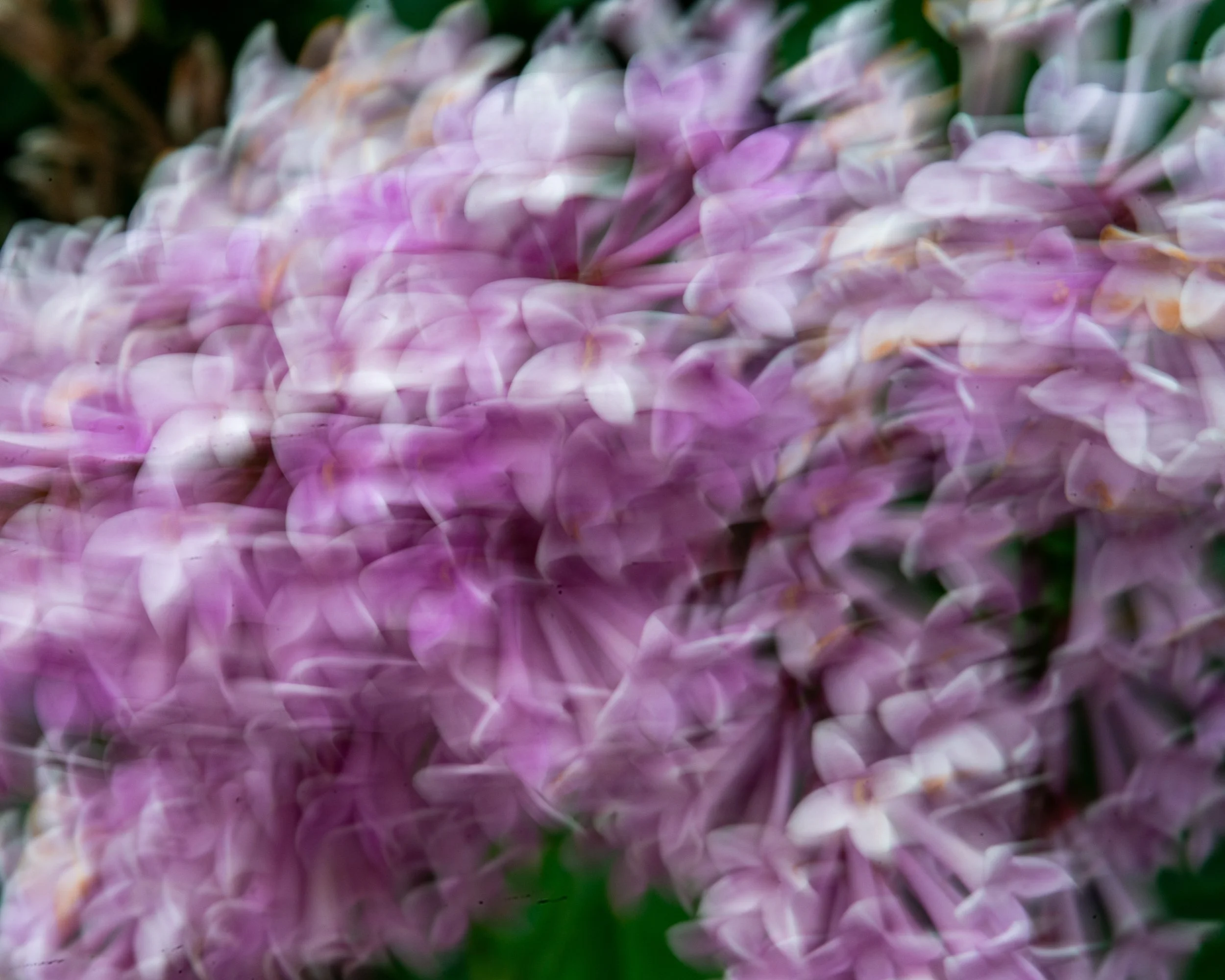 Fernie Flowers-289.jpg