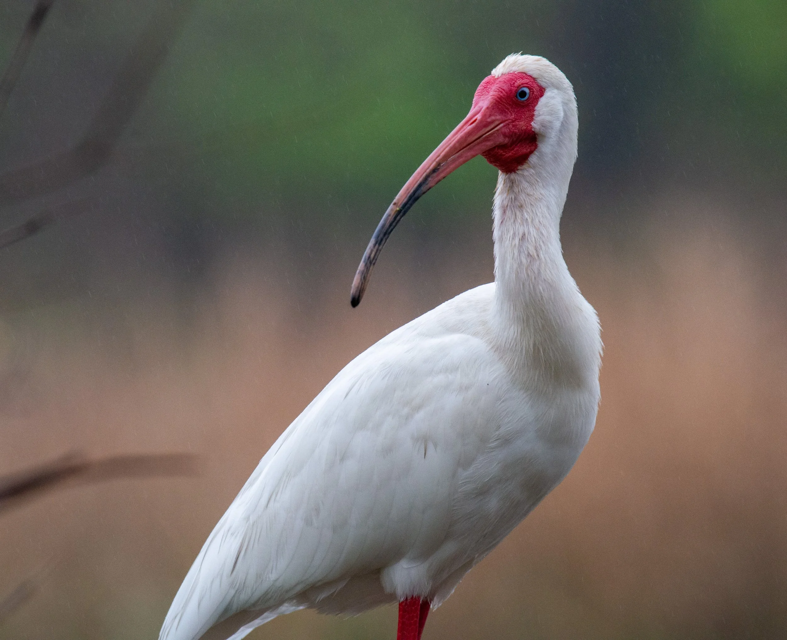 Brazos Bend SP-114.jpg
