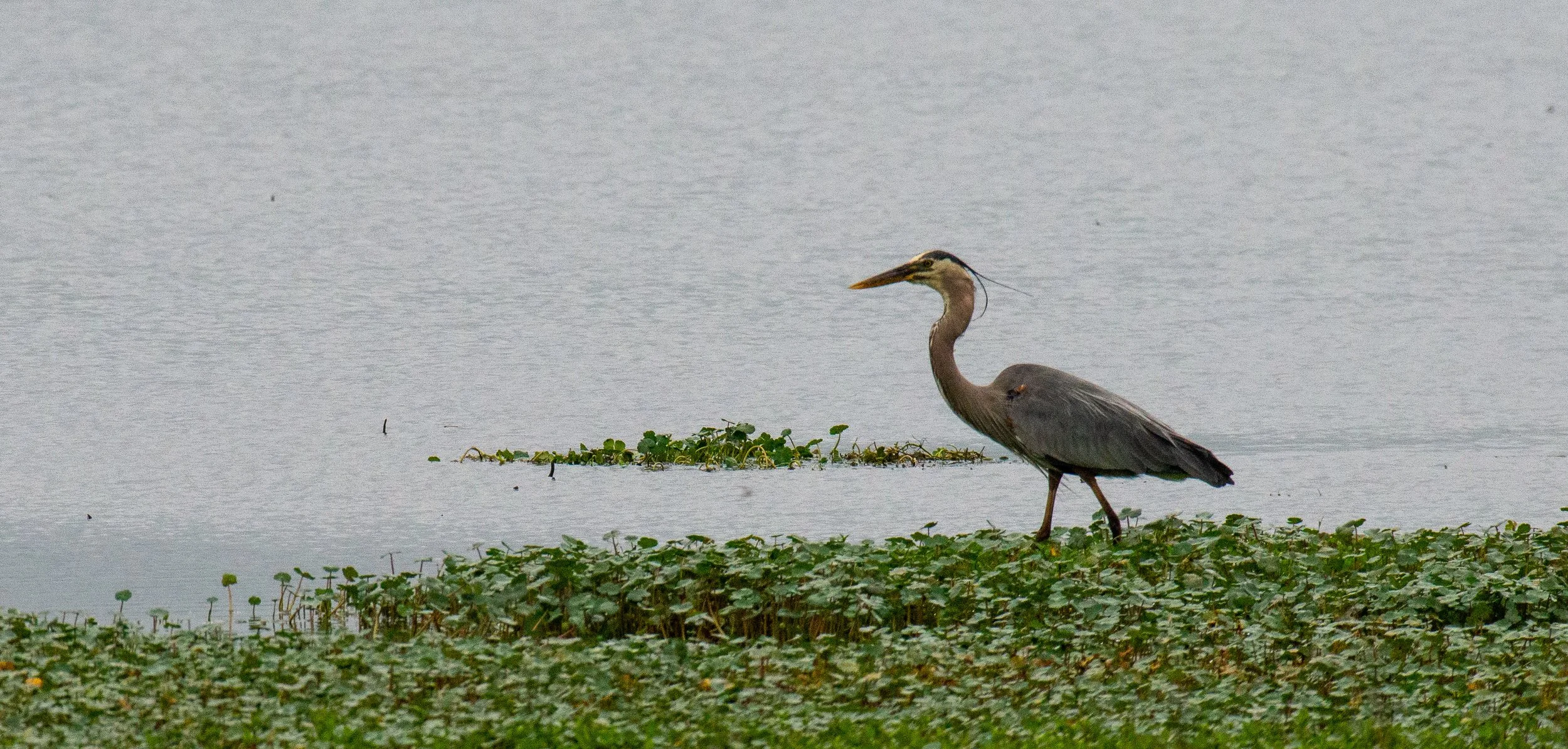 Jeansonne Photography-Great Blue Heron-4.jpg