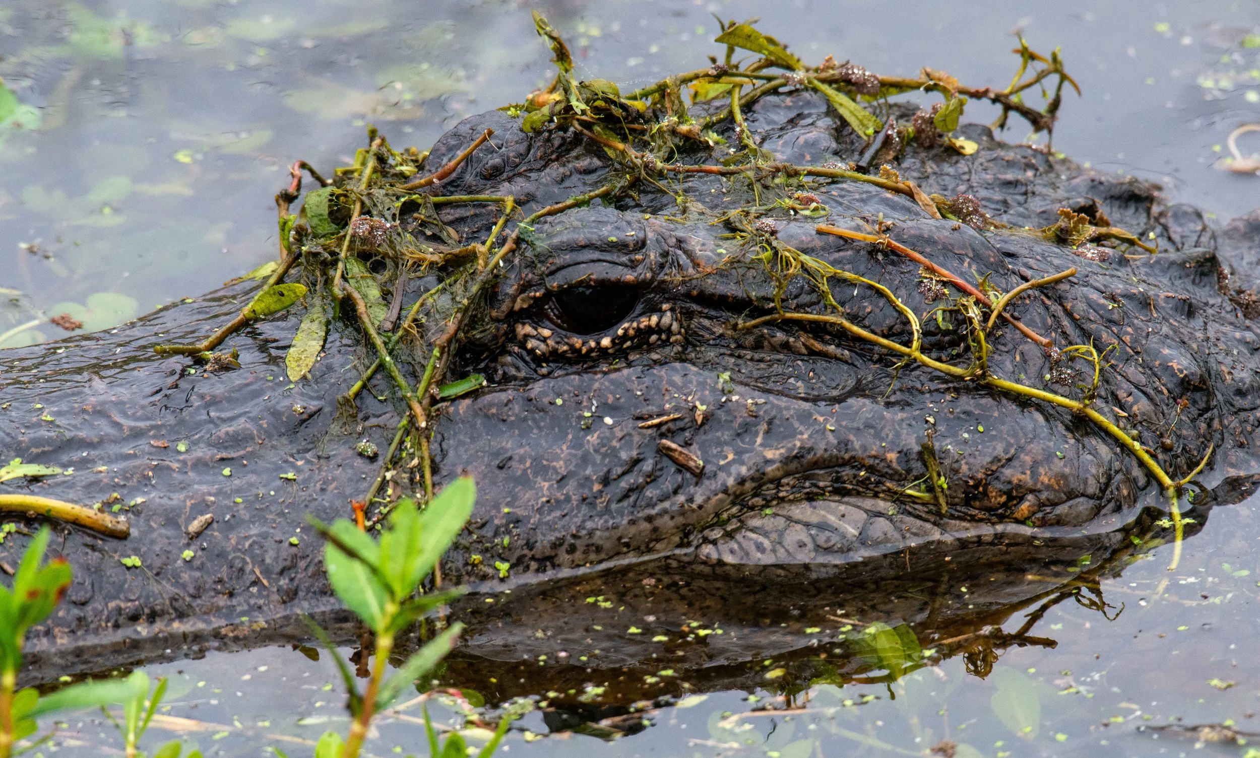 Brazos Bend SP-221.jpg