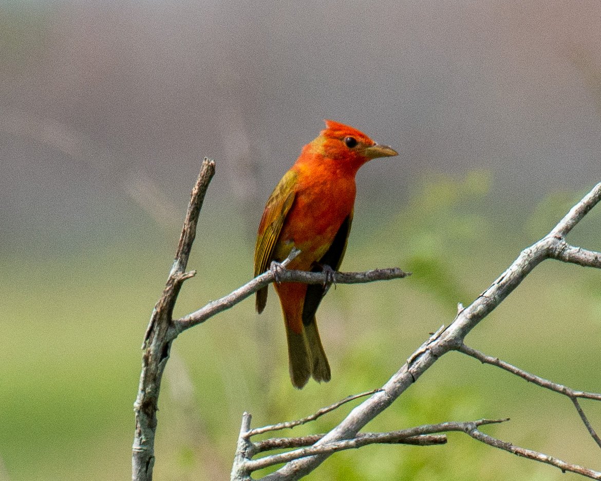 Leonabelle Turnbull BC-159.jpg