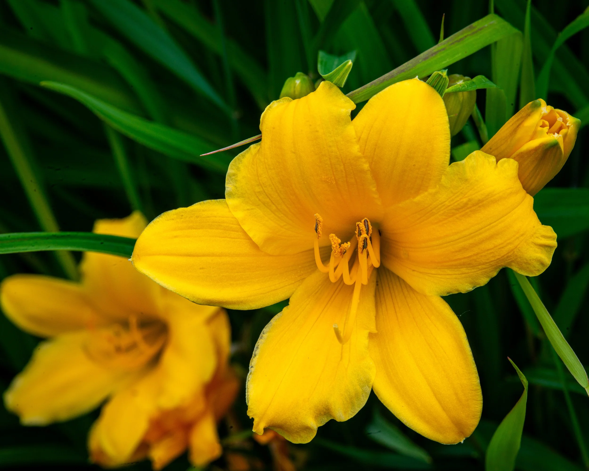 Fernie Flowers-407.jpg