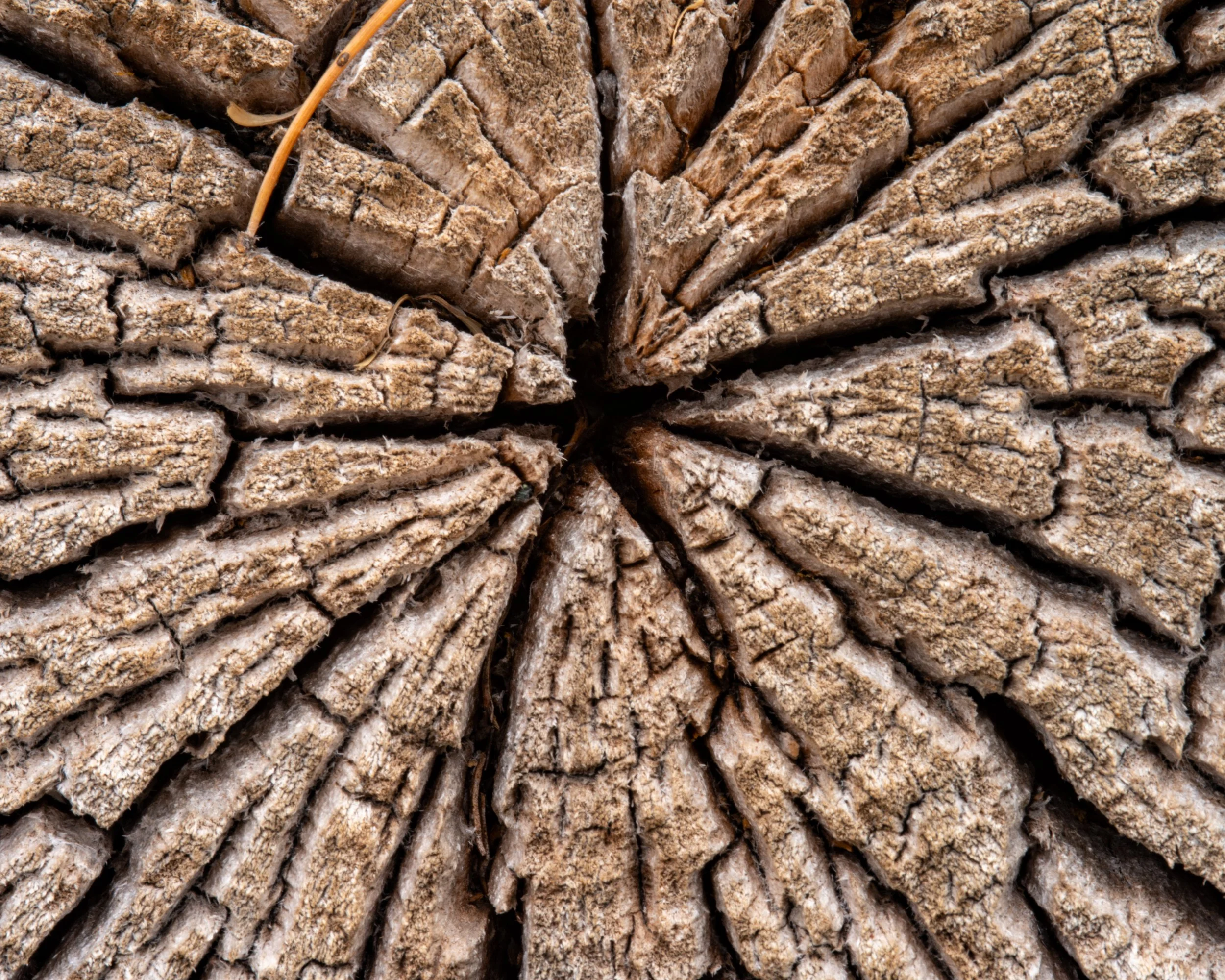 Ridgway State Park Colorado