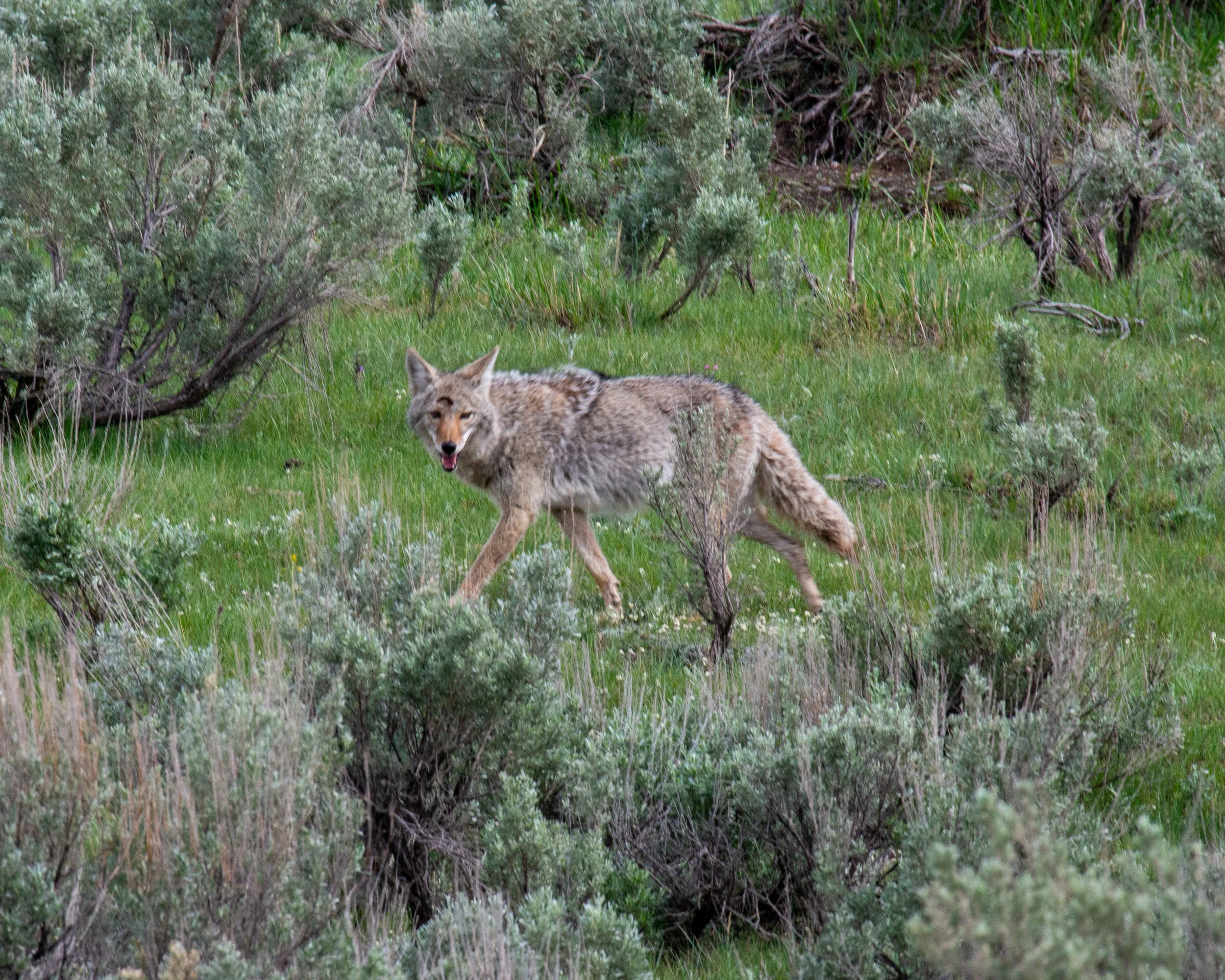 Yellowstone NP-859.jpg
