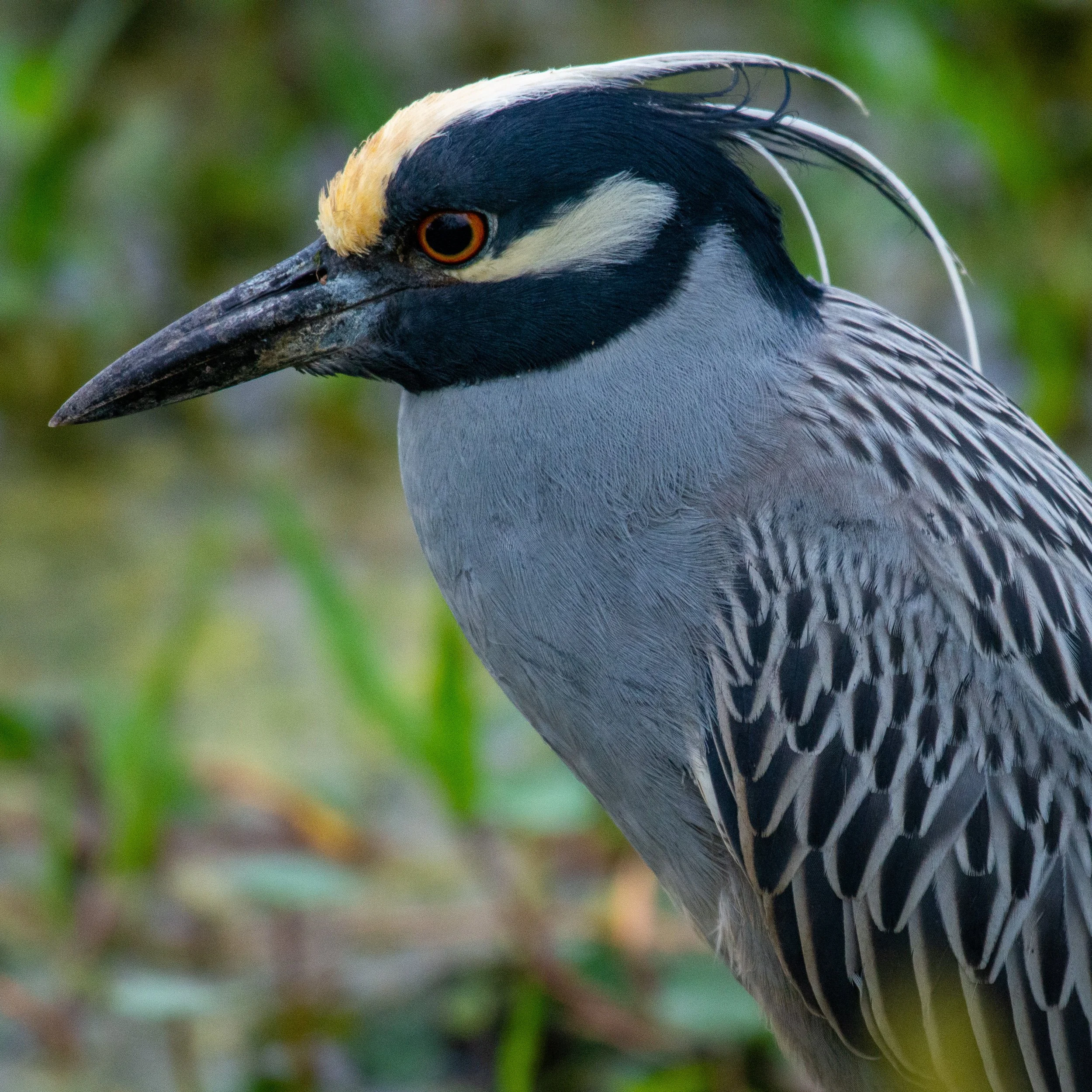 Jeansonne Photography-Yellow-crowned Night Heron-6.jpg