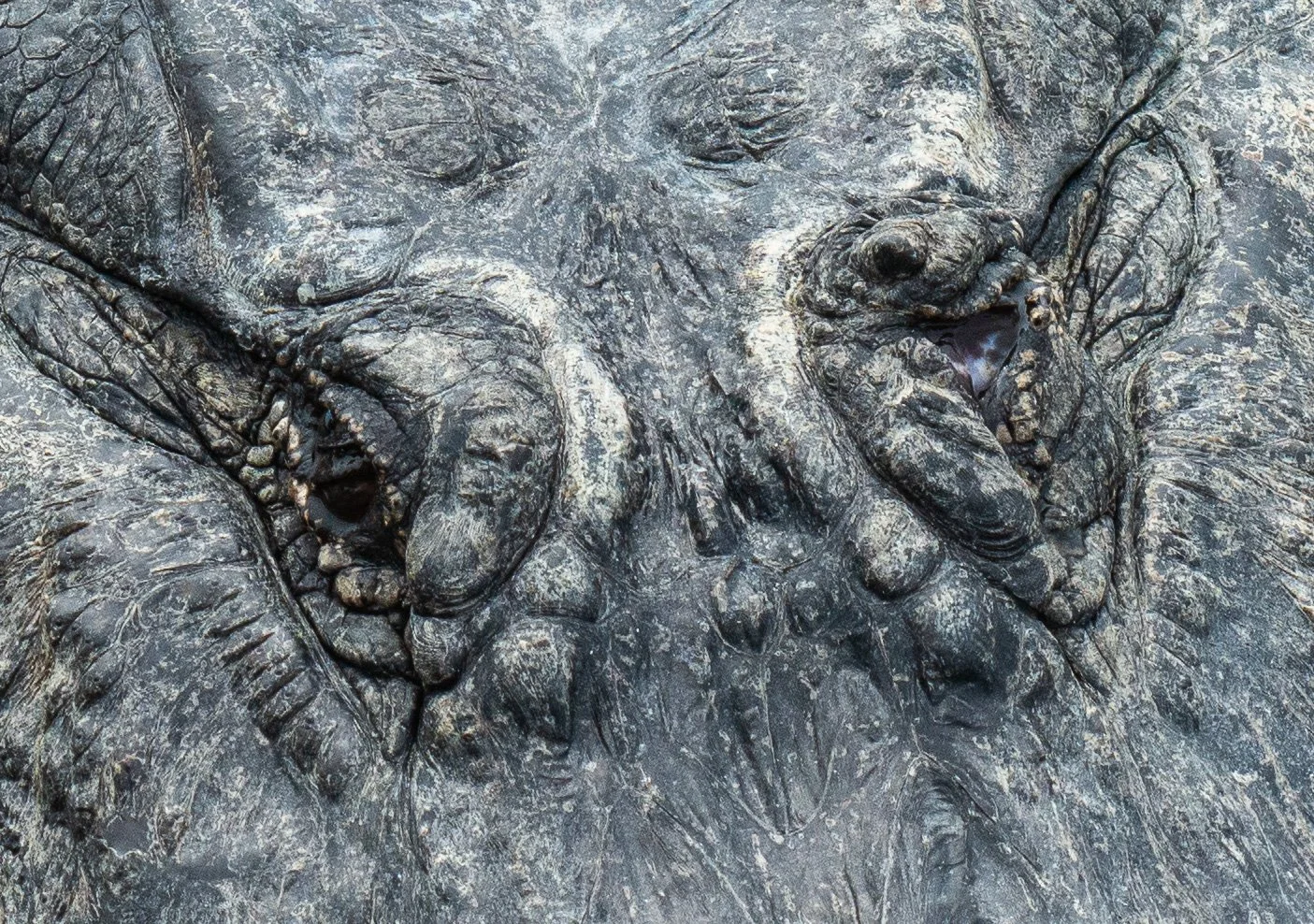 Leonabelle Turnbull BC-027.jpg