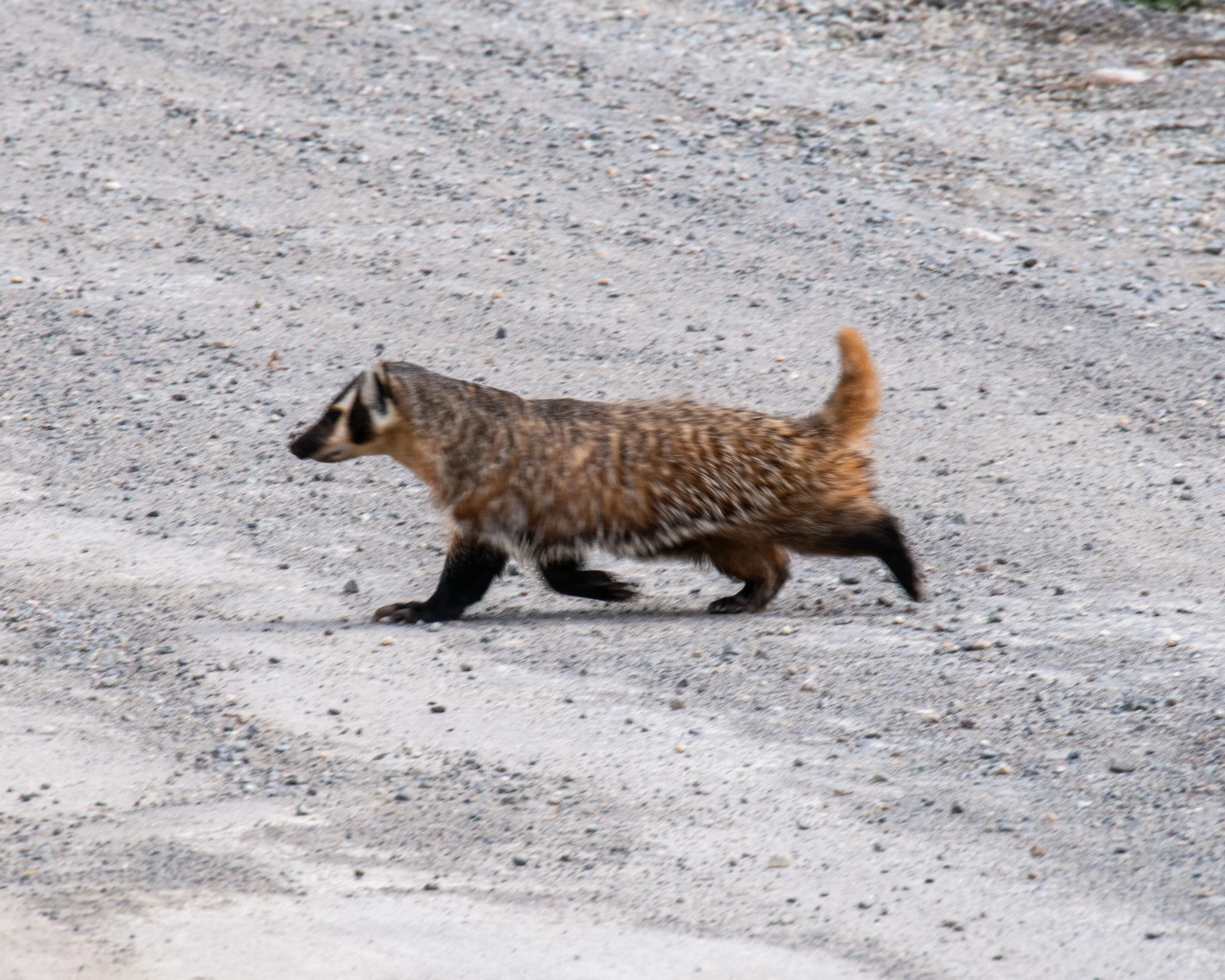 Yellowstone NP-883.jpg