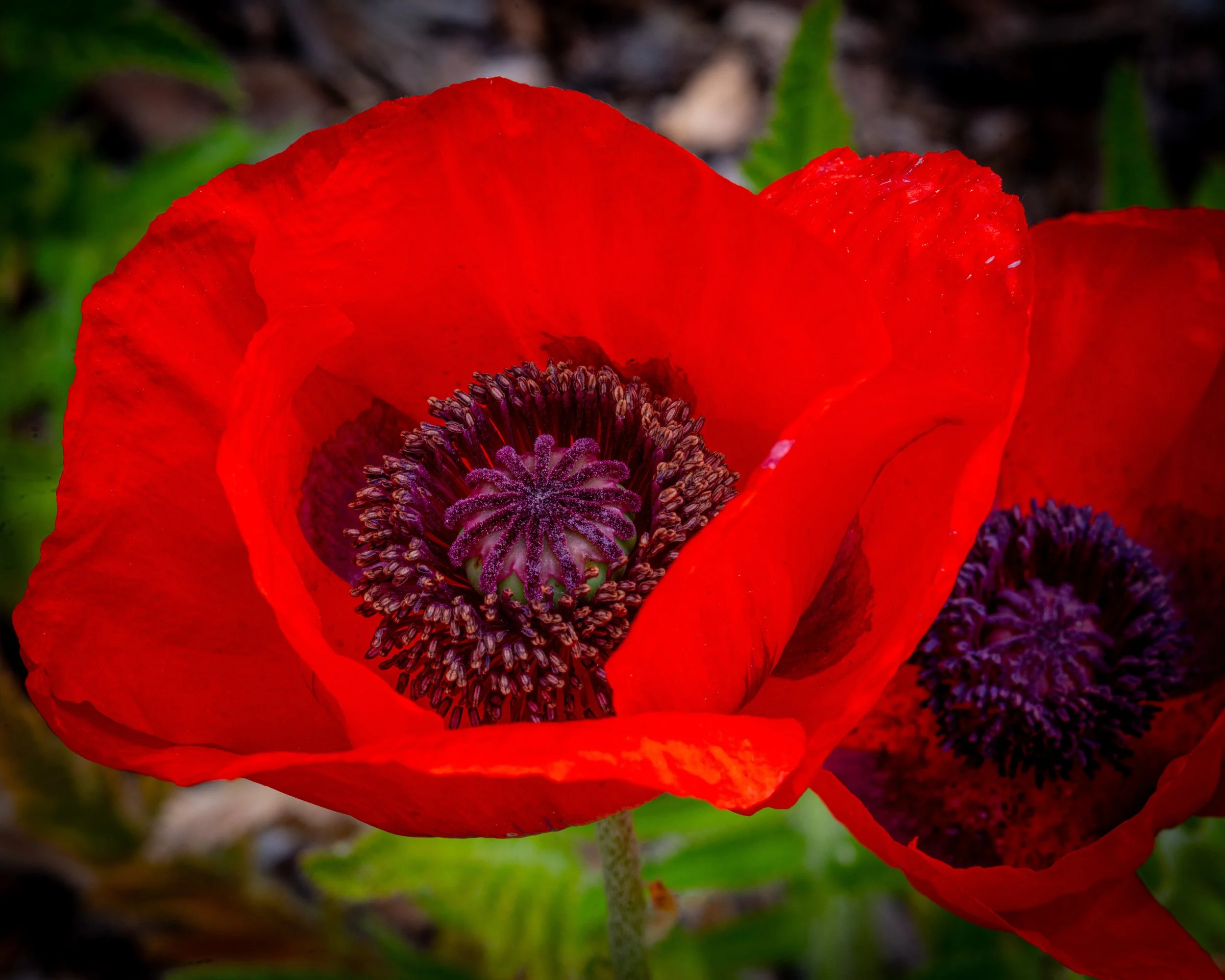 Fernie Flowers-393.jpg